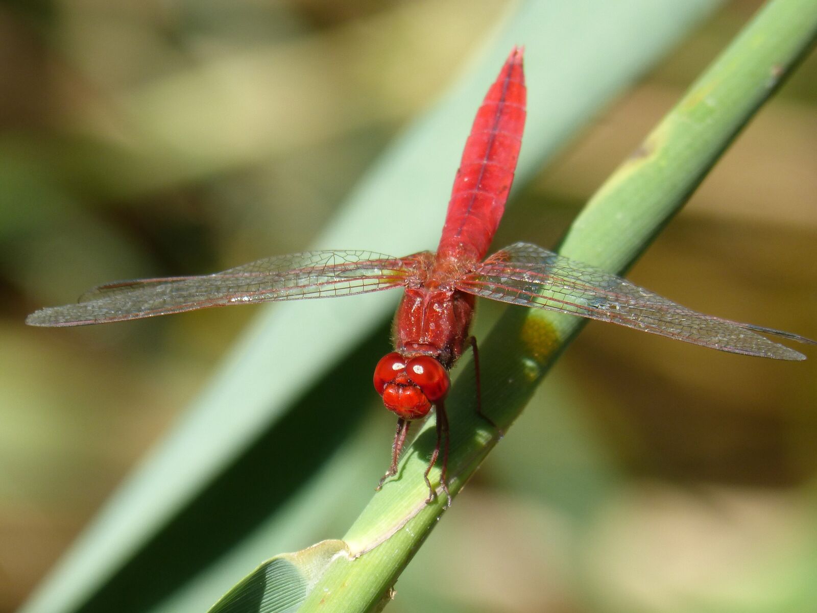 Panasonic DMC-FZ62 sample photo. Red dragonfly, leaf, wetland photography