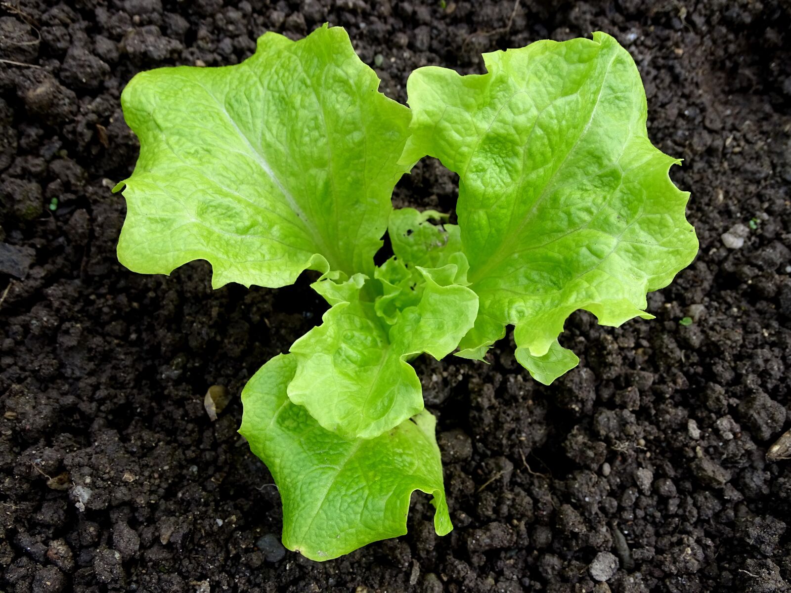 Sony Cyber-shot DSC-HX400V sample photo. Earth, salad, plant photography