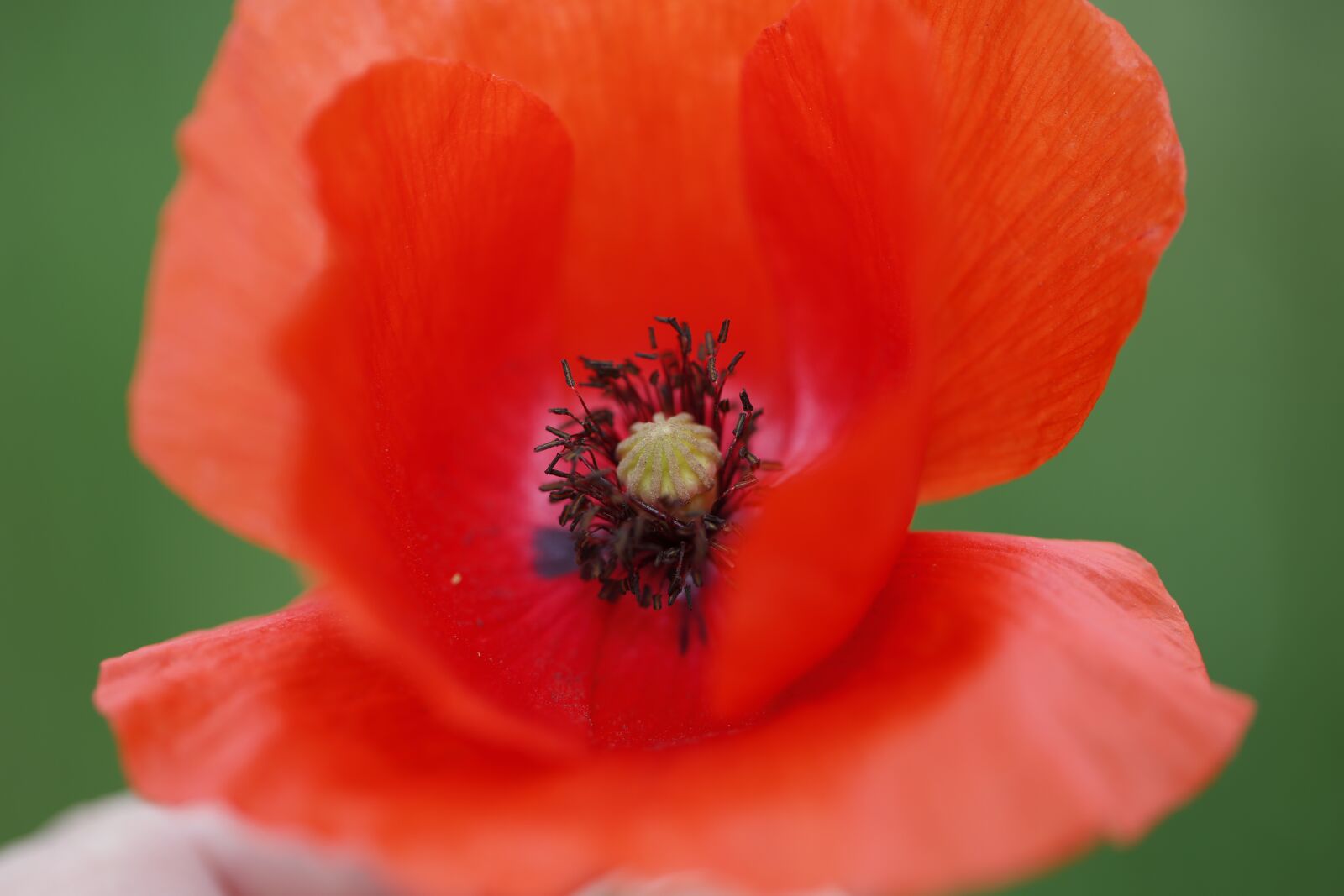 Canon EF 100mm F2.8L Macro IS USM sample photo. Poppy, flower, nature photography