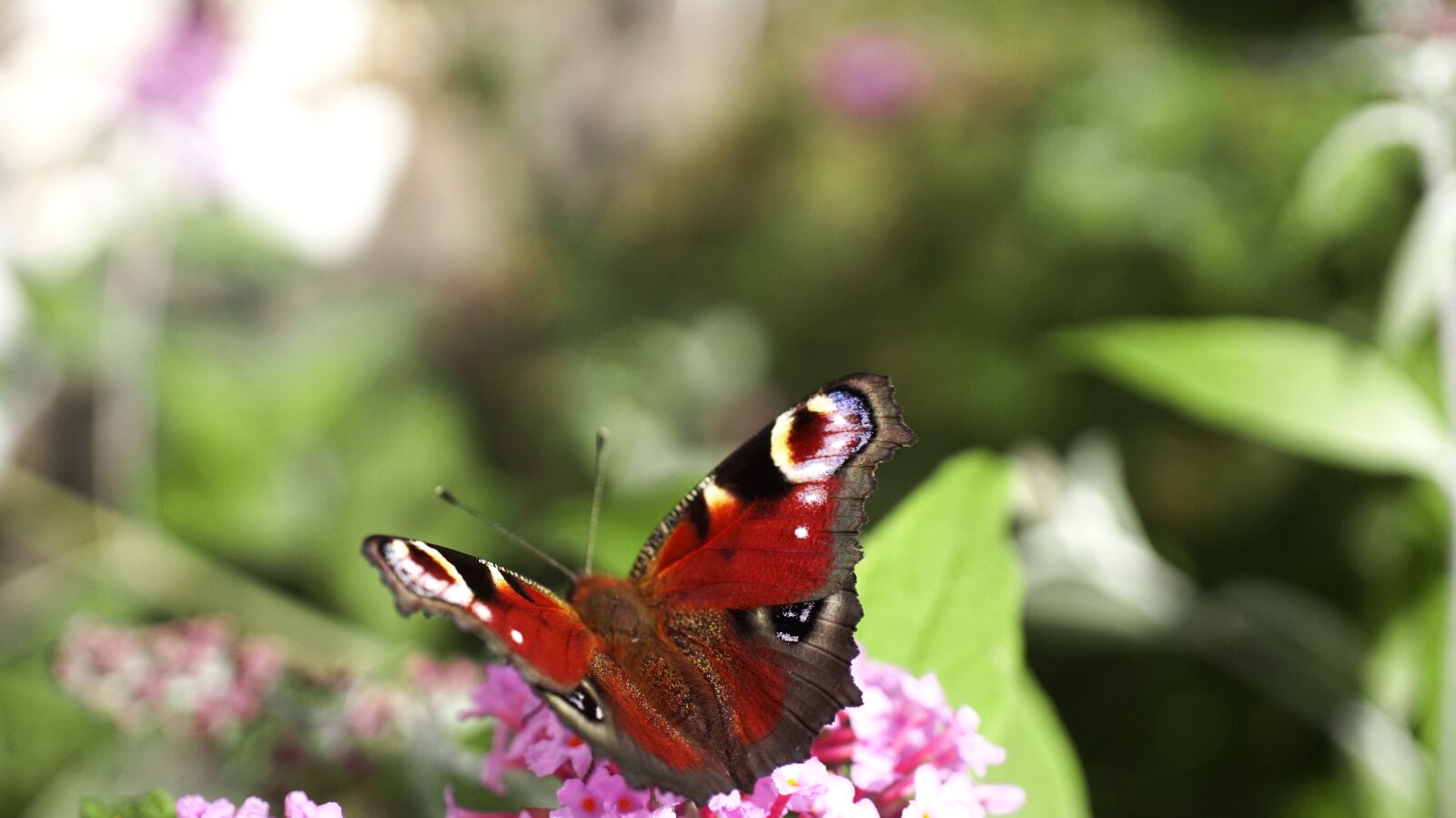 Sony E 30mm F3.5 Macro sample photo. Butterfly, nature, insect photography