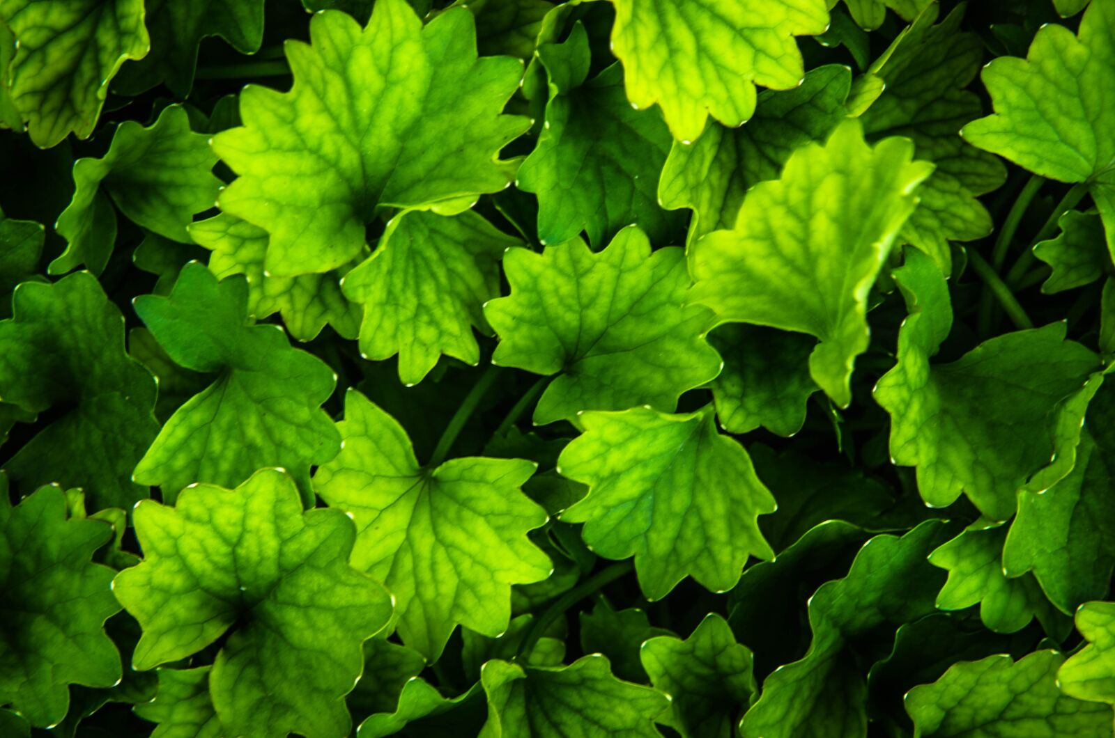 Nikon D7000 sample photo. Green, leaf, green leaves photography
