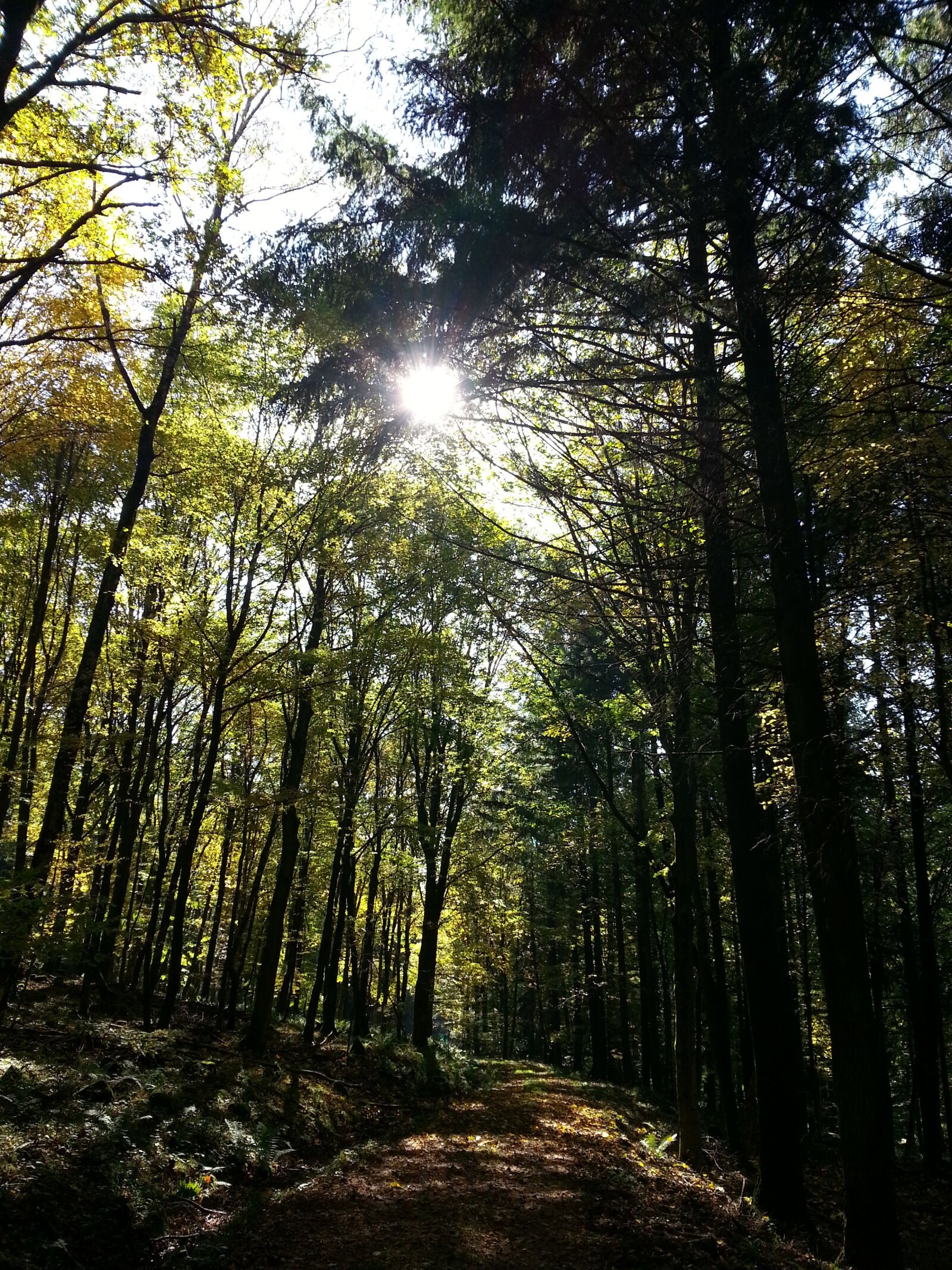 Samsung Galaxy S3 sample photo. Forest, tree, sun photography