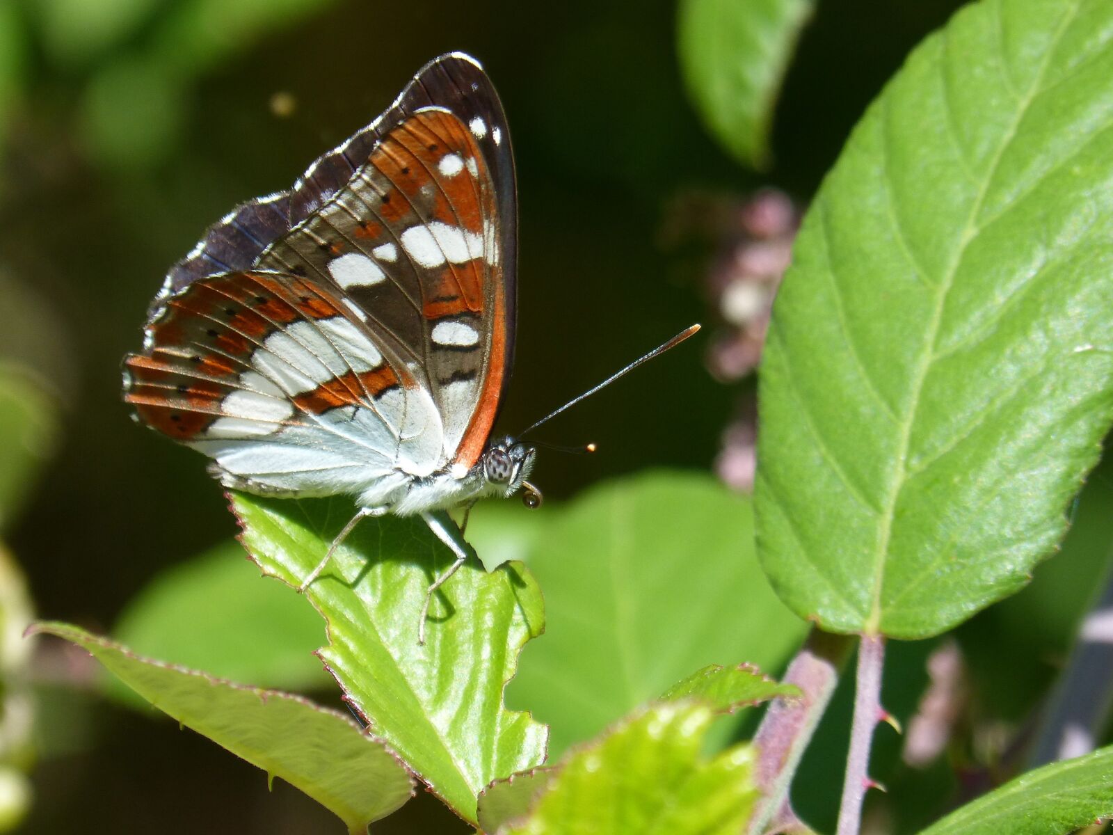 Panasonic DMC-FZ62 sample photo. Butterfly, nymph streams, limenitis photography