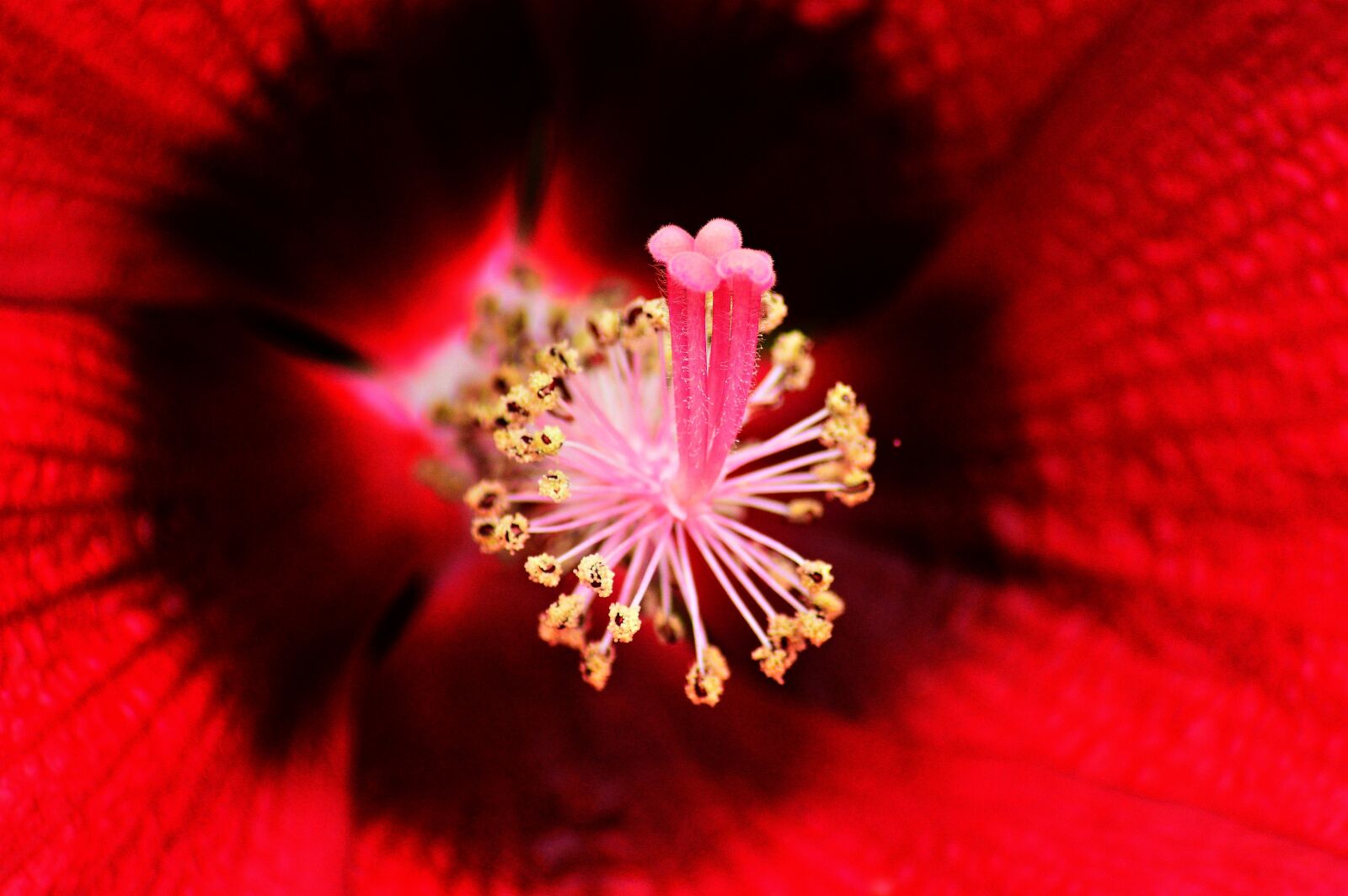 Nikon D3200 sample photo. Orchids that produce pollinia photography