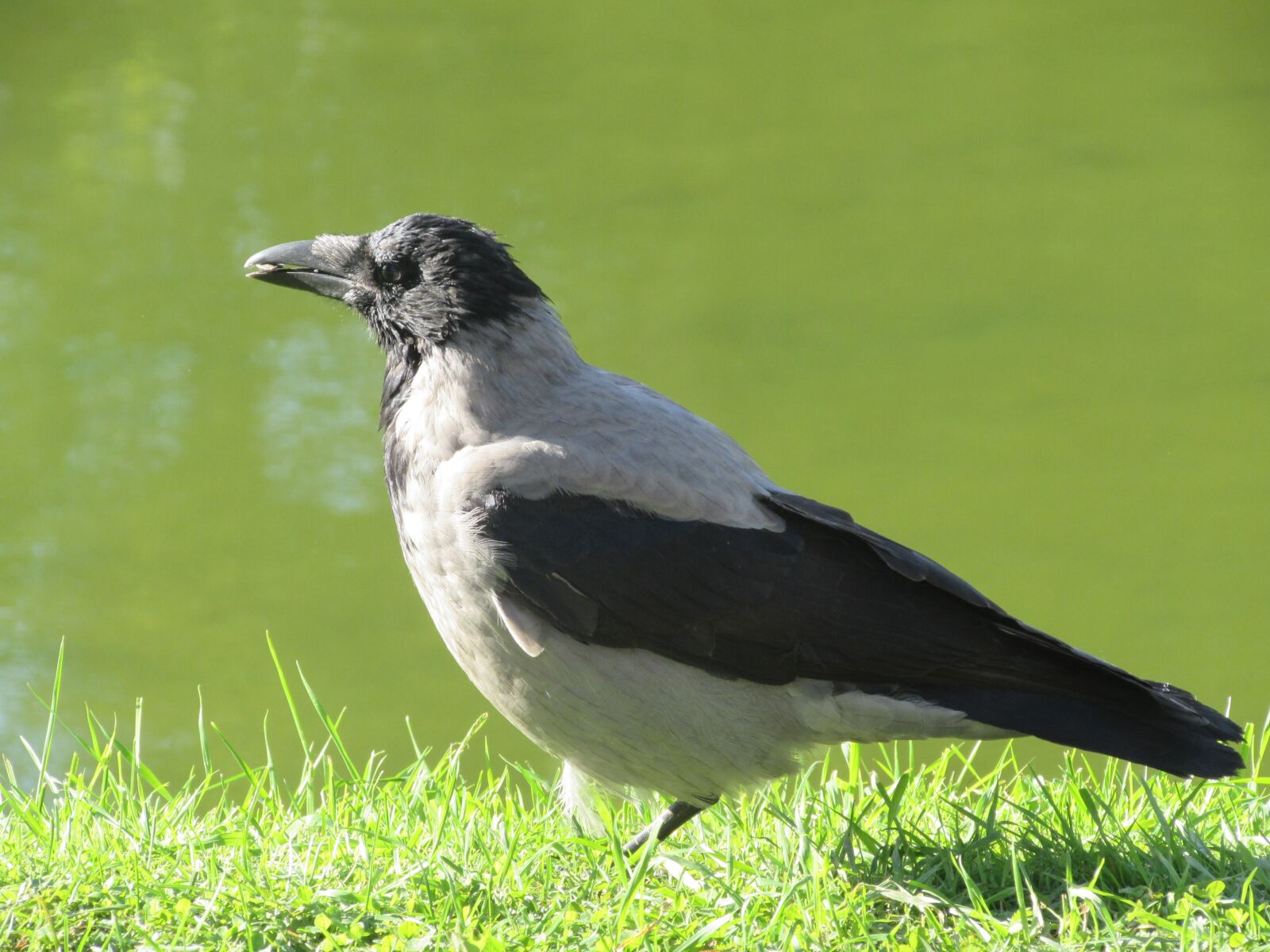 Canon PowerShot SX510 HS sample photo. Bird, crow, nature photography
