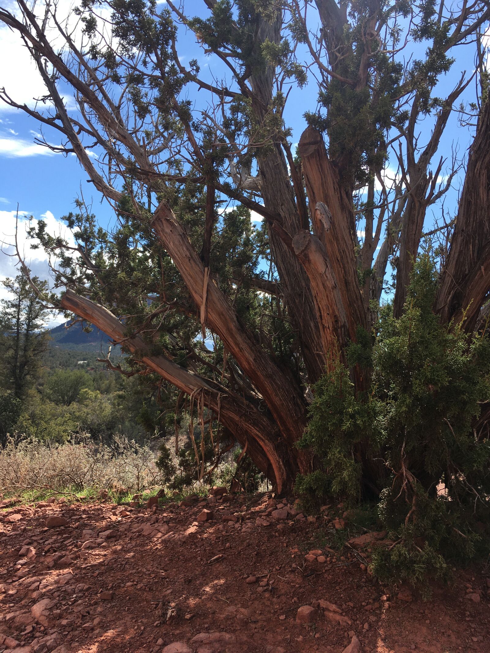iPhone SE back camera 4.15mm f/2.2 sample photo. Sedona, arizona, desert photography