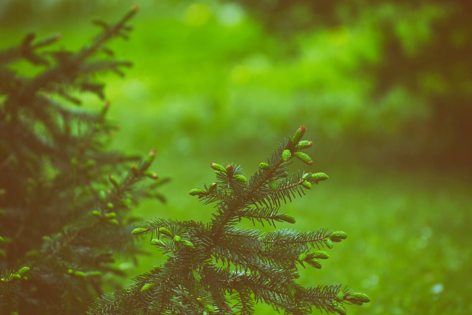Nikon D7200 sample photo. Spruce, branch, fir tree photography