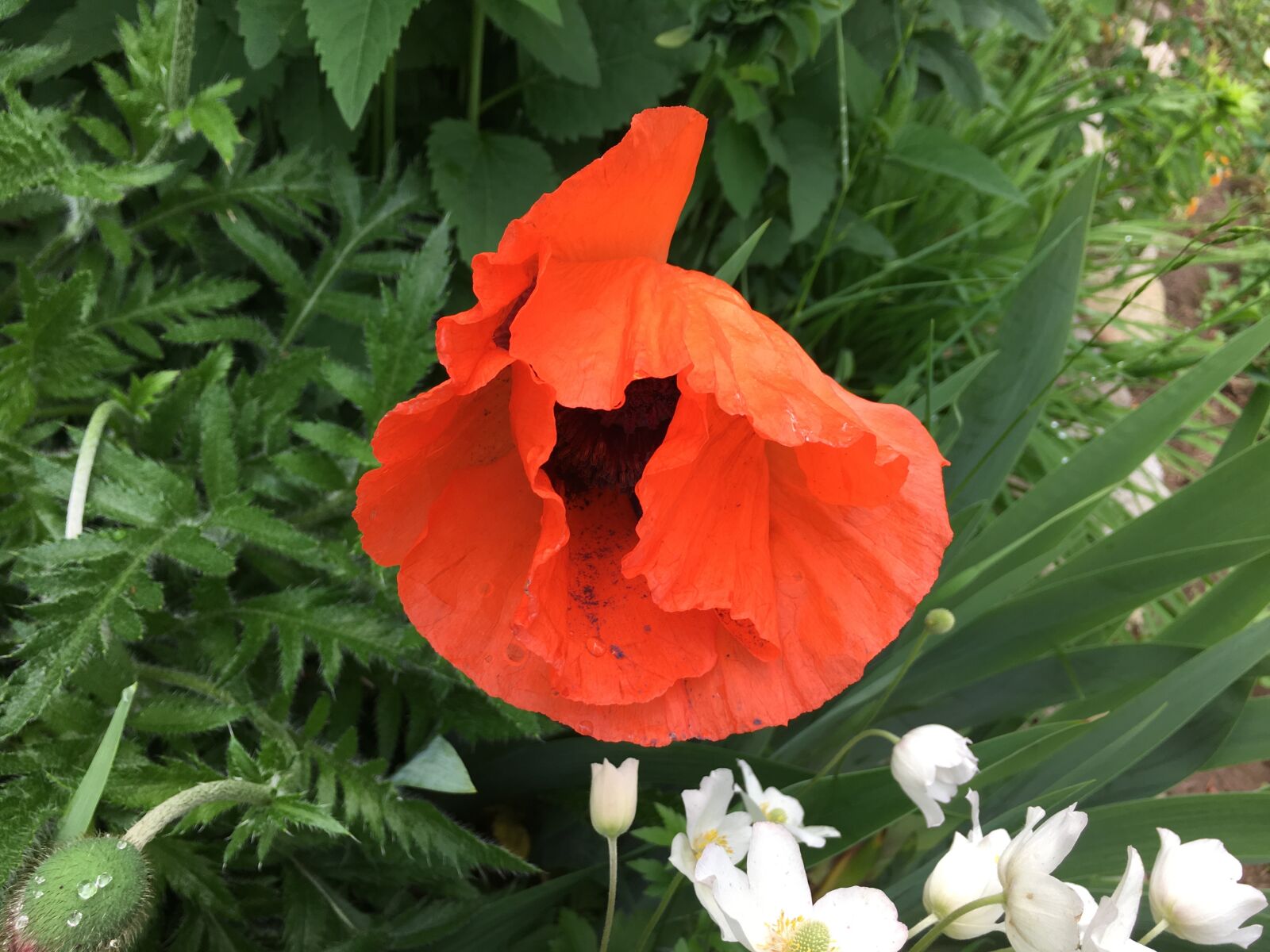 Apple iPhone 6s sample photo. Poppy, flower, red photography