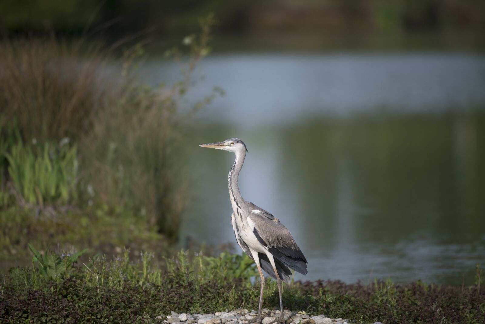Nikon D800 sample photo. Heron, bird, pond photography