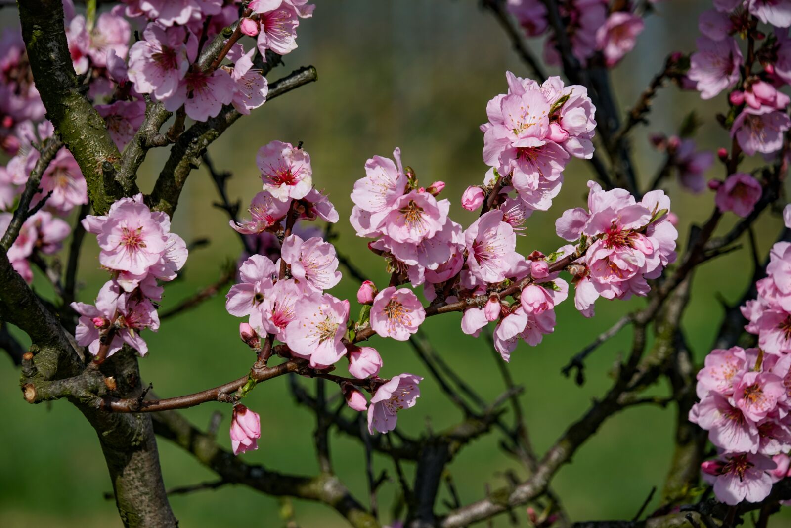 Sony a7R + Sony FE 24-240mm F3.5-6.3 OSS sample photo. Almond blossom, almond blossom photography