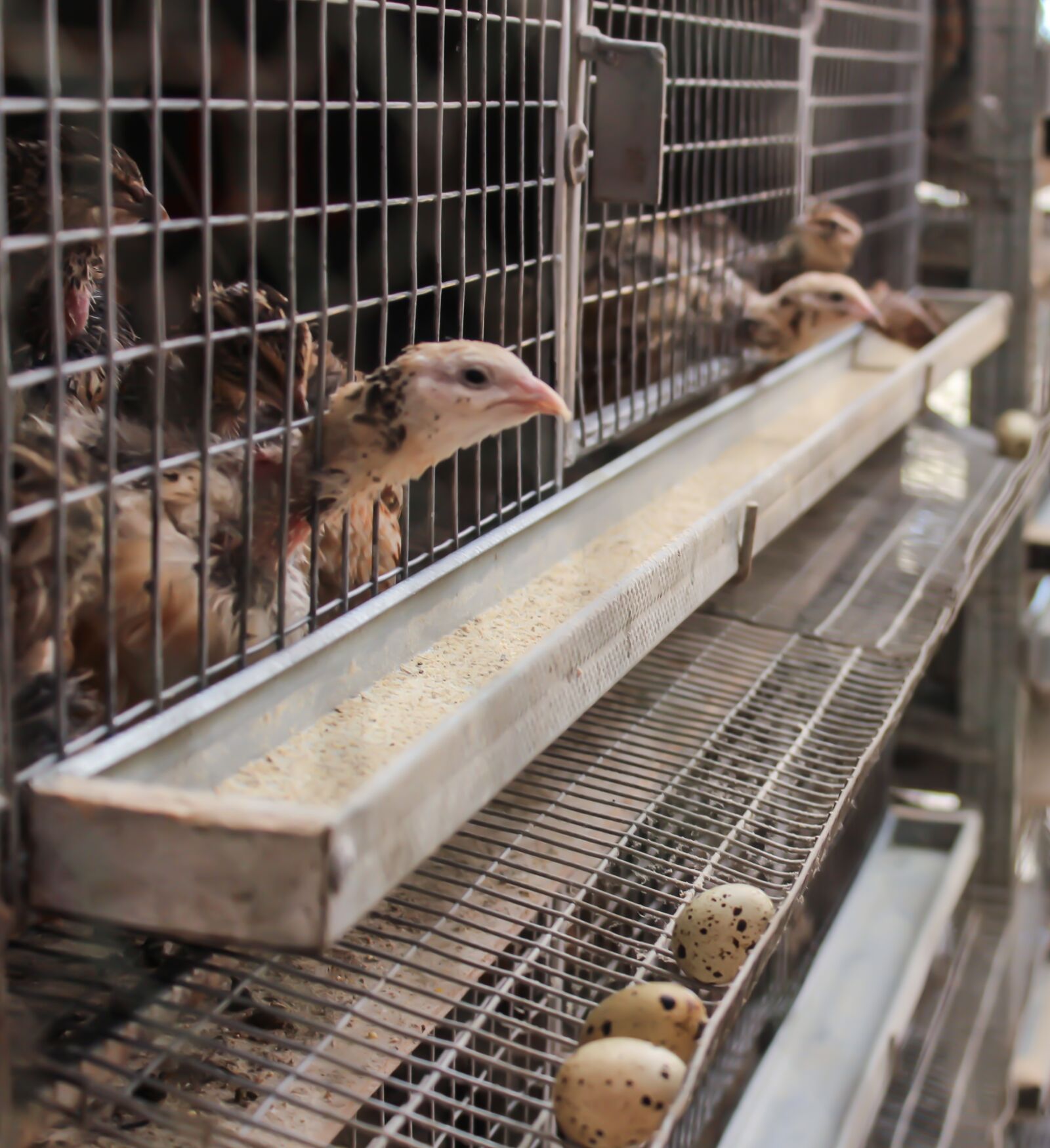 Canon EOS 1200D (EOS Rebel T5 / EOS Kiss X70 / EOS Hi) sample photo. Chicken, eggs, farm photography