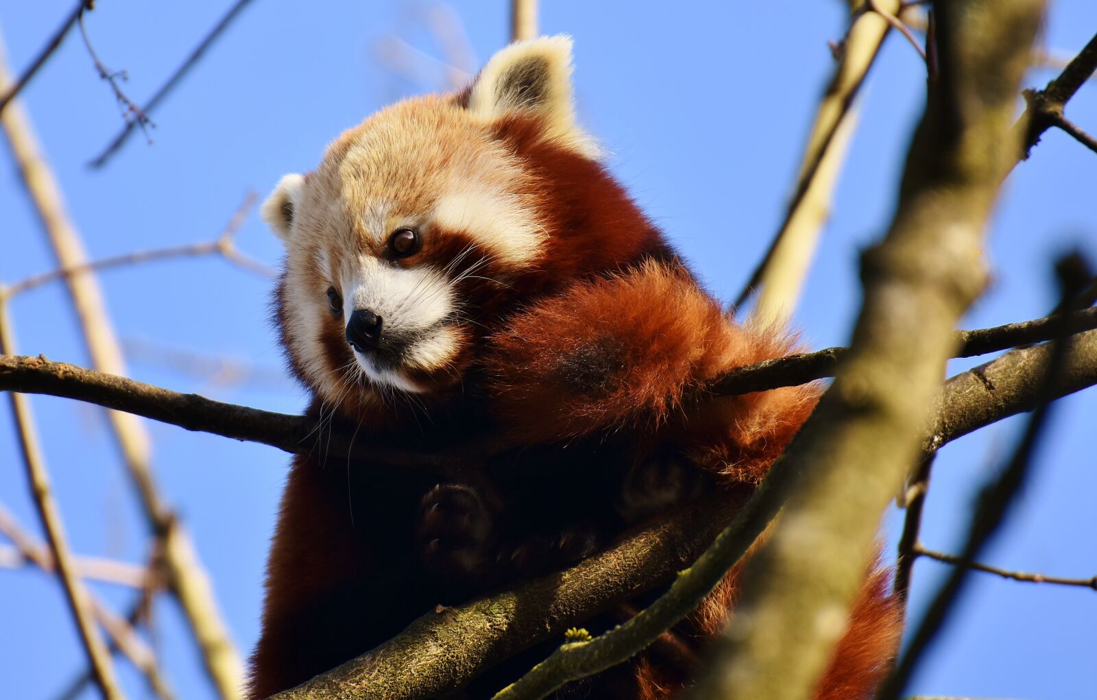 Nikon D7200 sample photo. Panda, red panda, bear photography