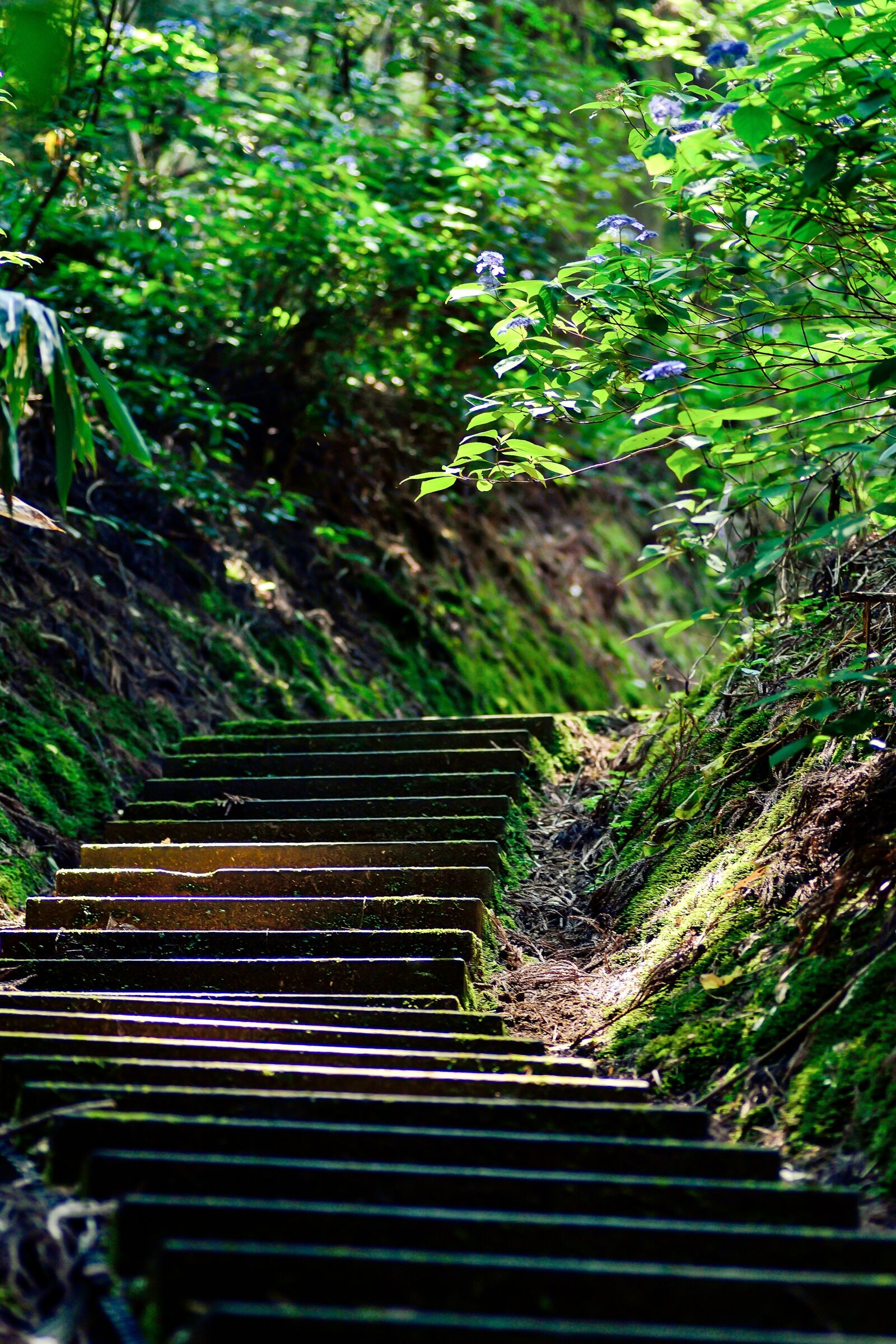 Nikon D3100 sample photo. Japan, stairs, green photography