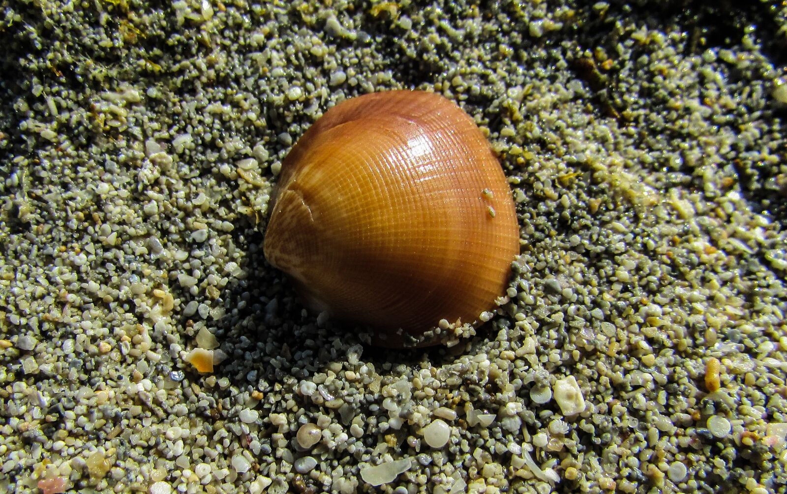 Canon PowerShot SX400 IS sample photo. Shell, beach, sea photography