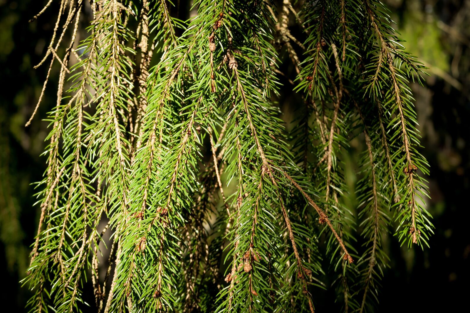 Canon PowerShot G7 X Mark II sample photo. Twig, sprig, spruce photography