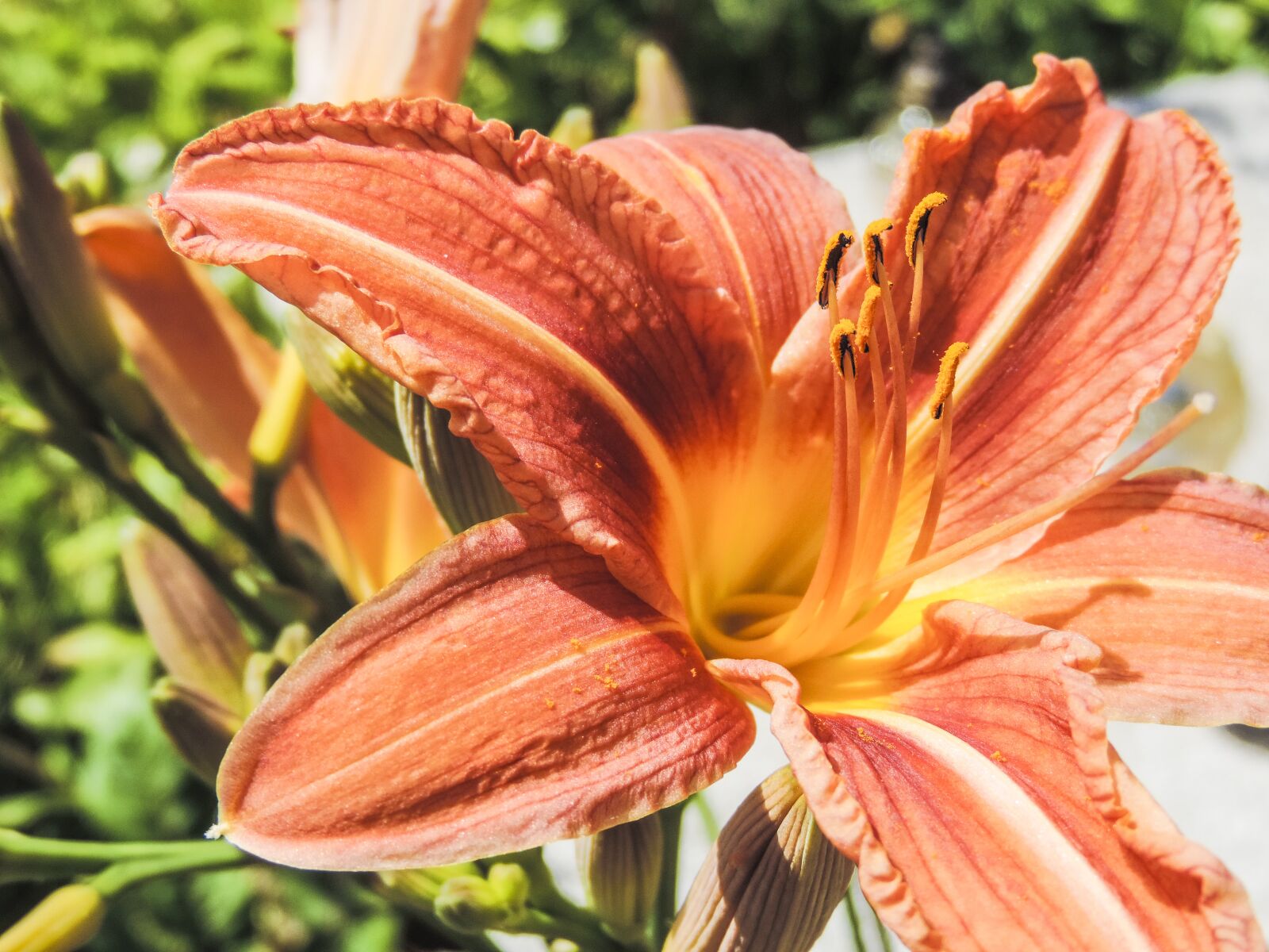 Nikon Coolpix P520 sample photo. Lily, spring, flower photography