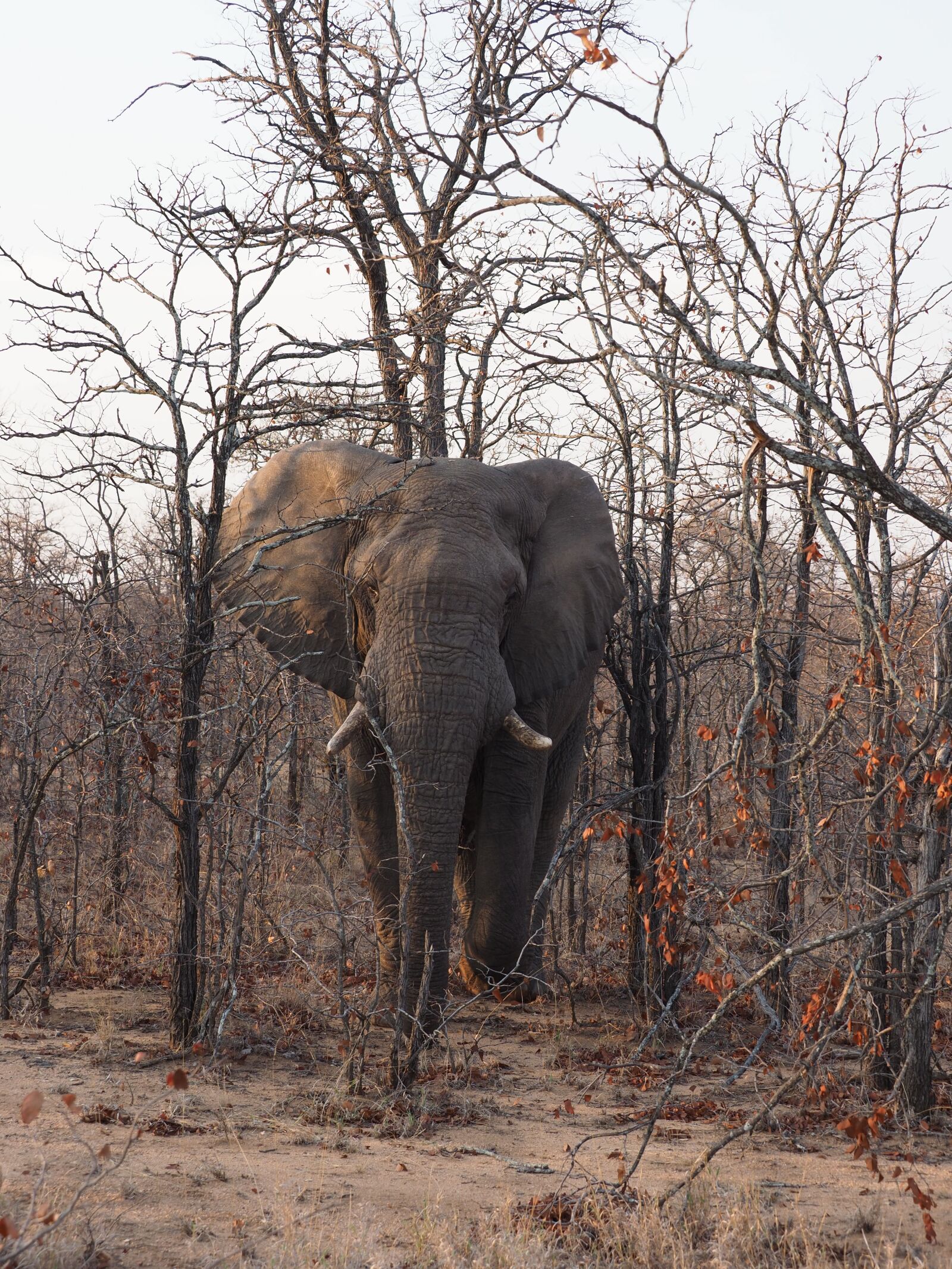 Olympus M.Zuiko Digital ED 40-150mm F2.8 Pro sample photo. Elephant, animal, africa photography