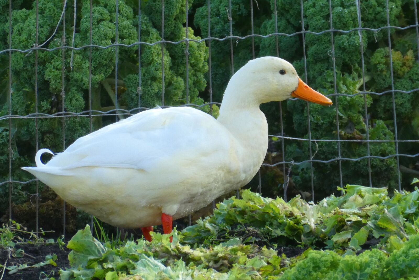 Panasonic Lumix DC-ZS70 (Lumix DC-TZ90) sample photo. White duck, kitchen garden photography
