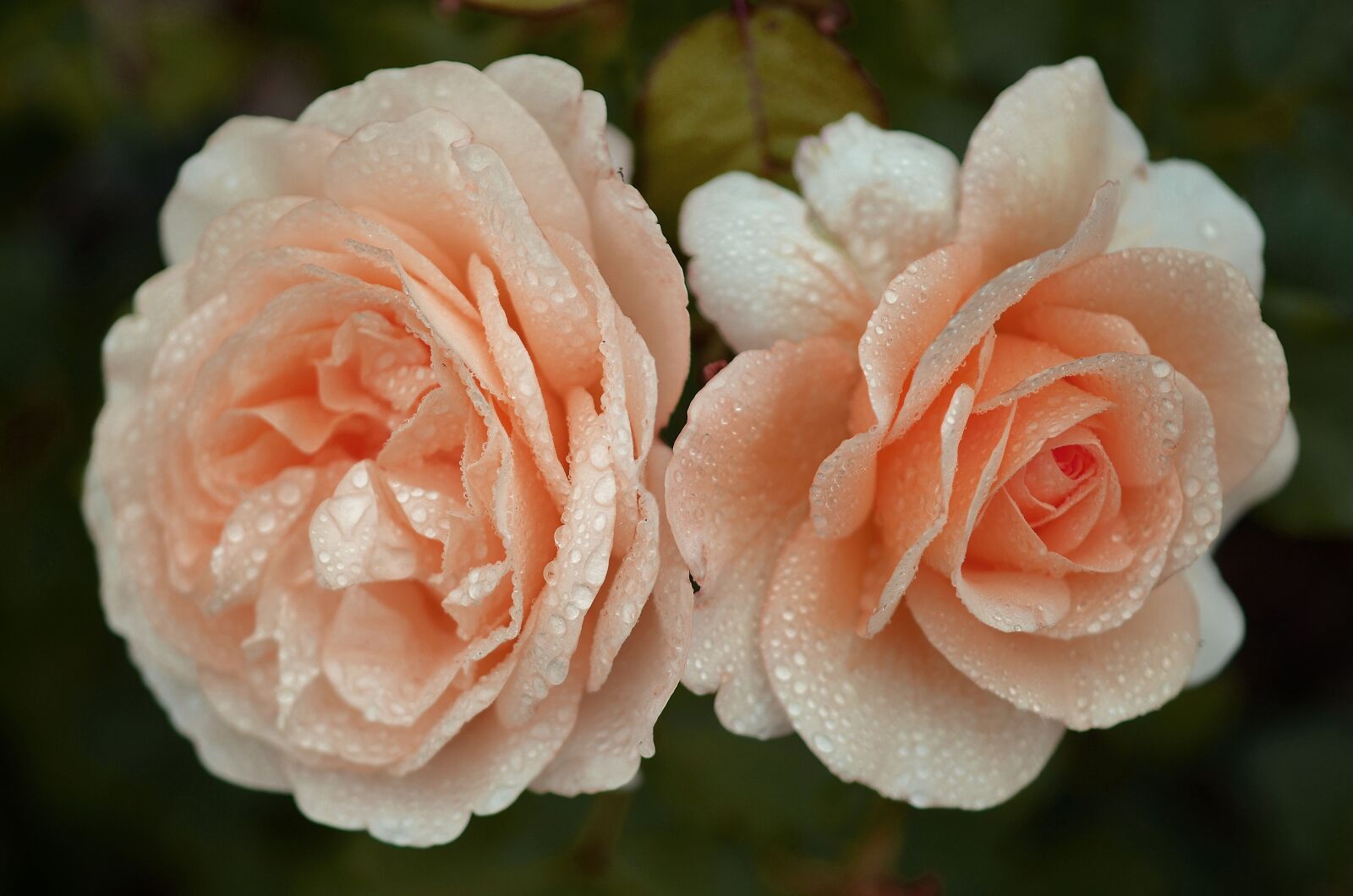 Nikon D7000 sample photo. Rose, flower, floral photography