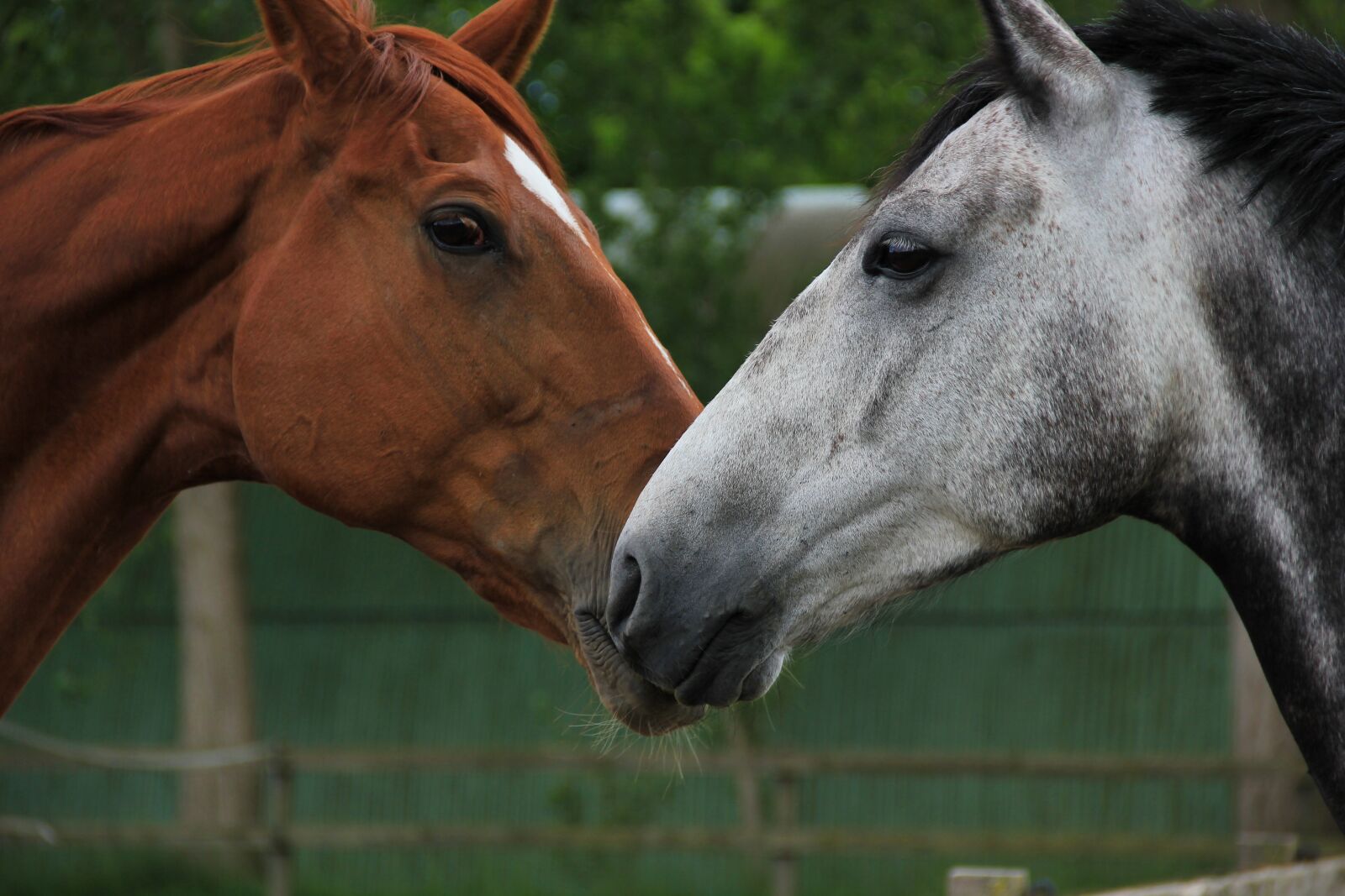 Canon EOS 550D (EOS Rebel T2i / EOS Kiss X4) sample photo. Horses, animals, horse head photography