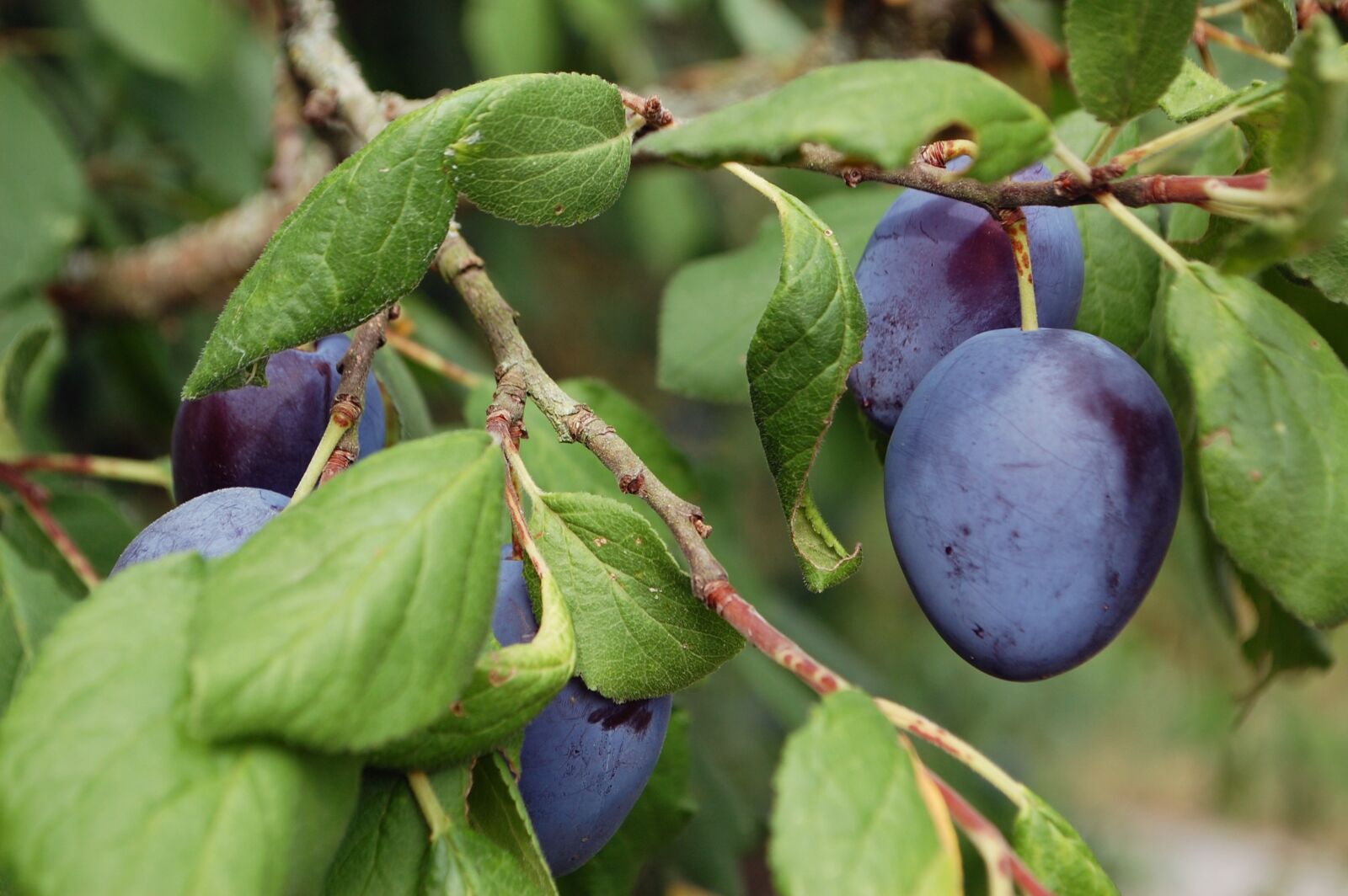 Nikon D40 sample photo. Plums, plum tree, fruit photography