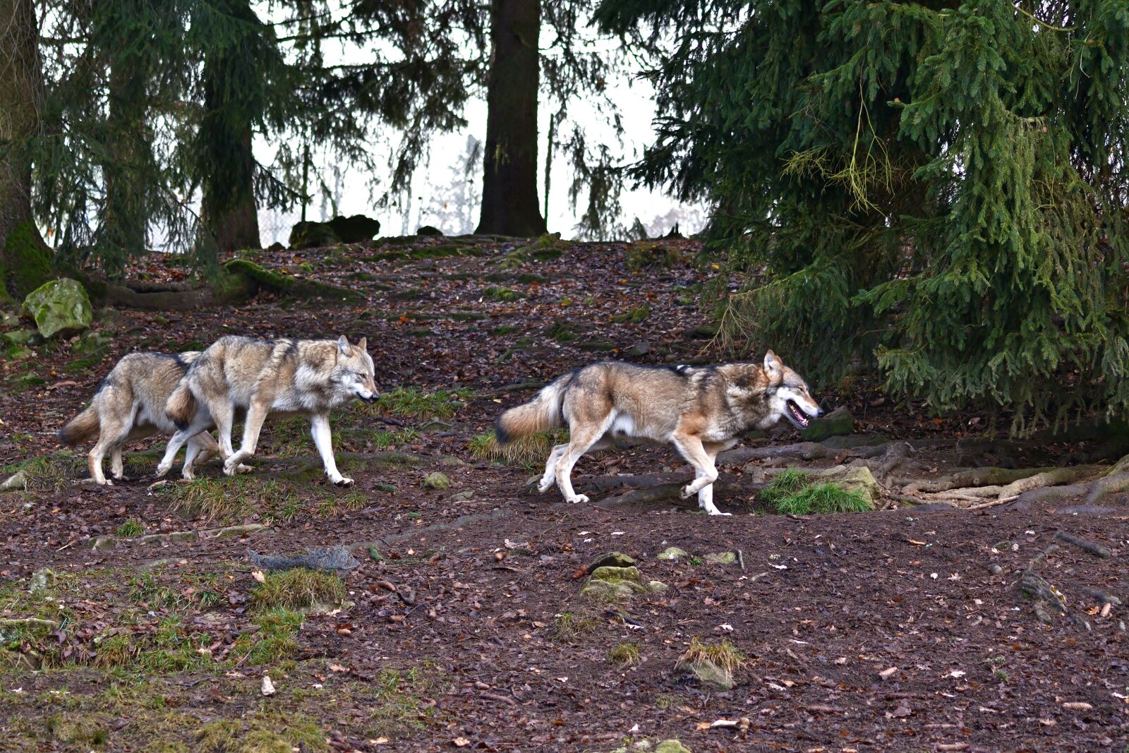 Nikon D5200 sample photo. Animal world, wolves, pack photography
