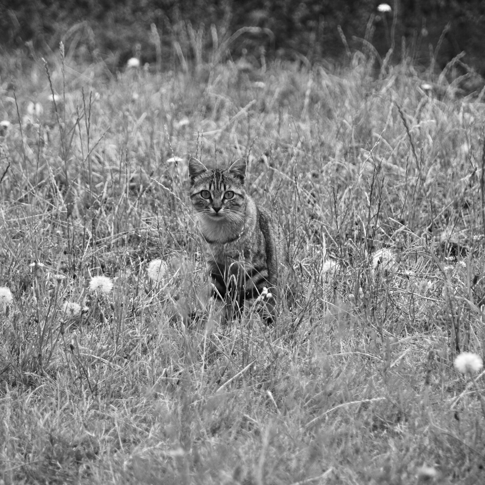 Nikon D5200 sample photo. Animalier, animaux, animaux, de photography