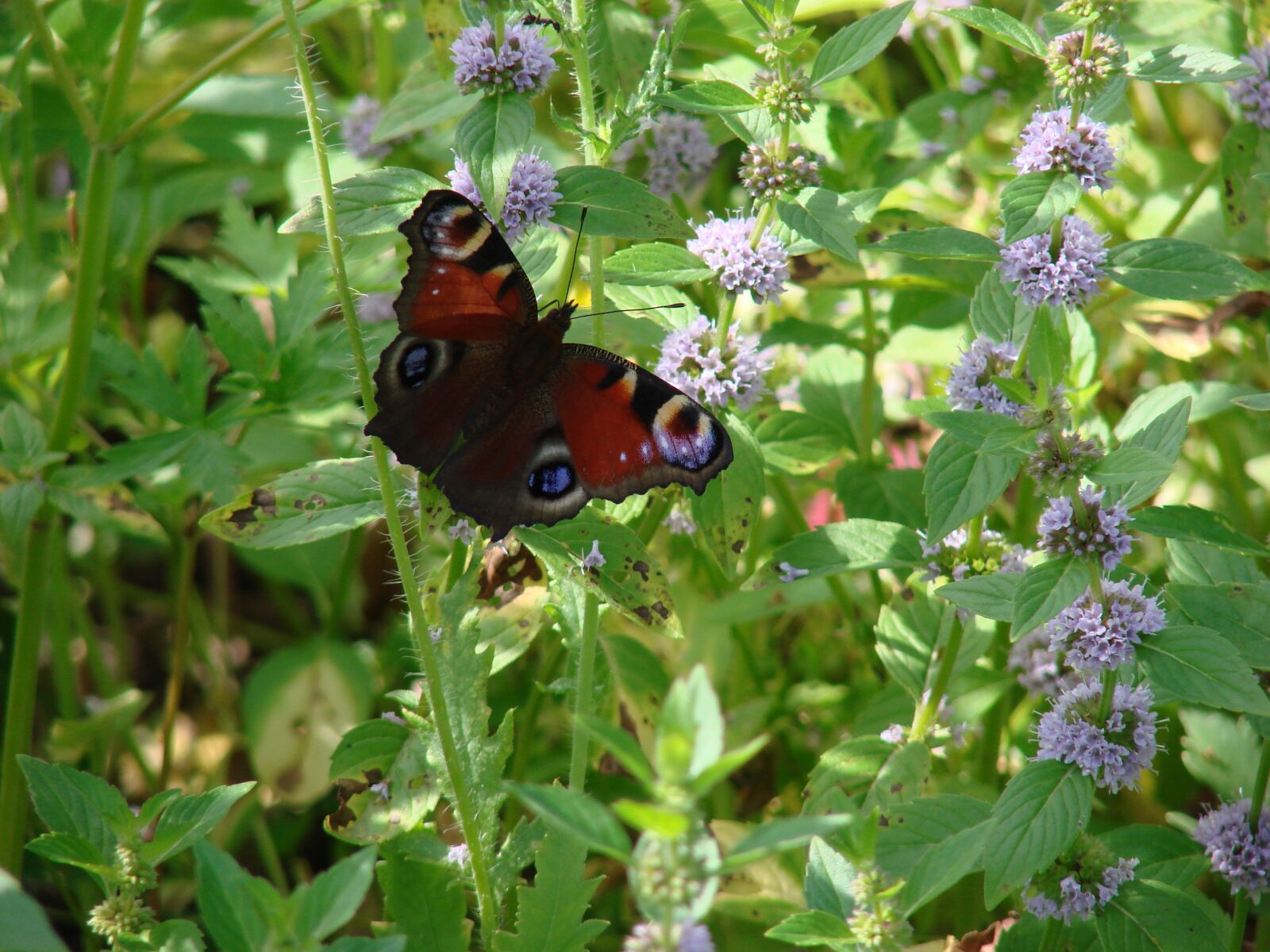 Sony DSC-H5 sample photo. Butterfly, flowers, summer photography