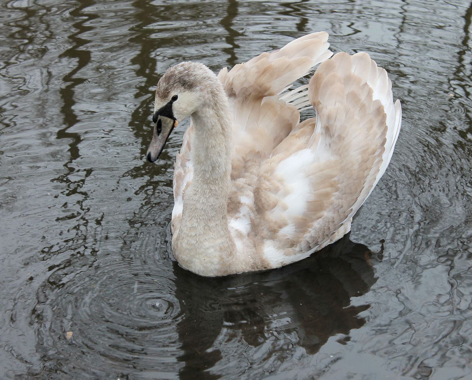 Canon EOS 1100D (EOS Rebel T3 / EOS Kiss X50) sample photo. Swan young, swan, young photography
