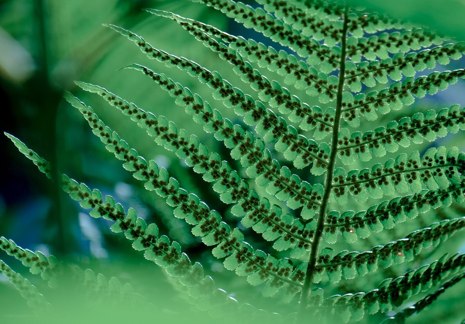 Fujifilm XF 18-135mm F3.5-5.6 R LM OIS WR sample photo. Plant, fern, tree fern photography