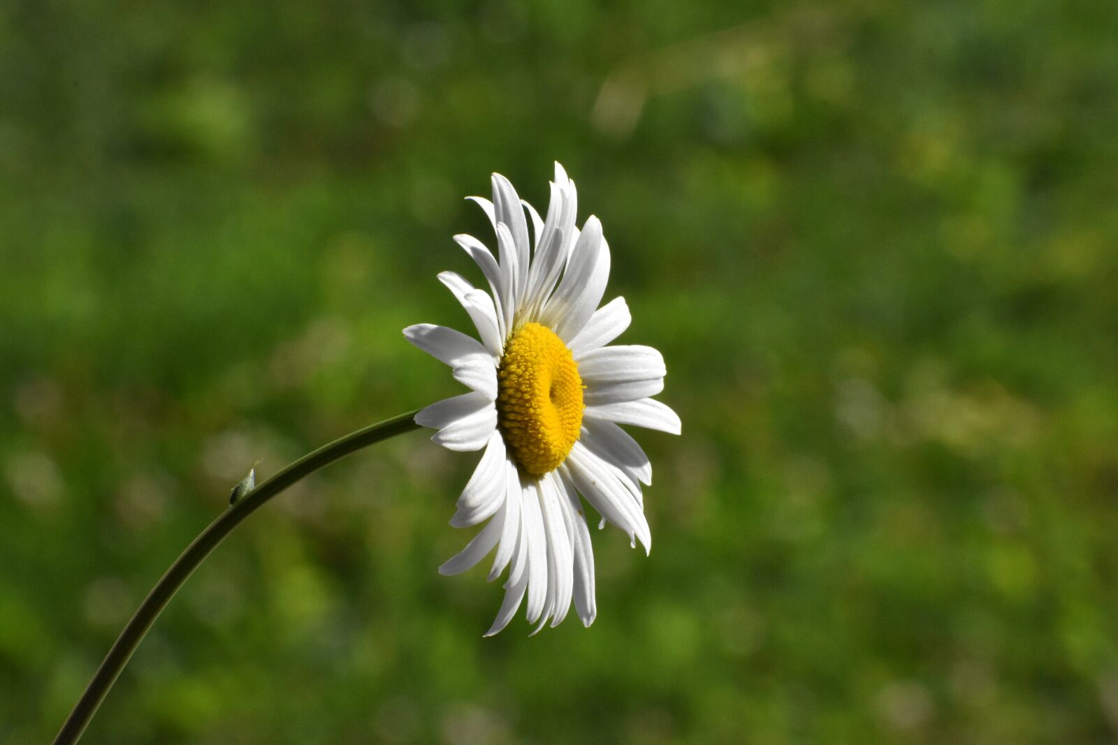 Nikon D3400 sample photo. Daisy, flower, white photography