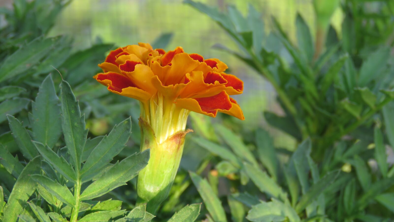 Canon PowerShot SX60 HS sample photo. Marigold flower, flower, nature photography