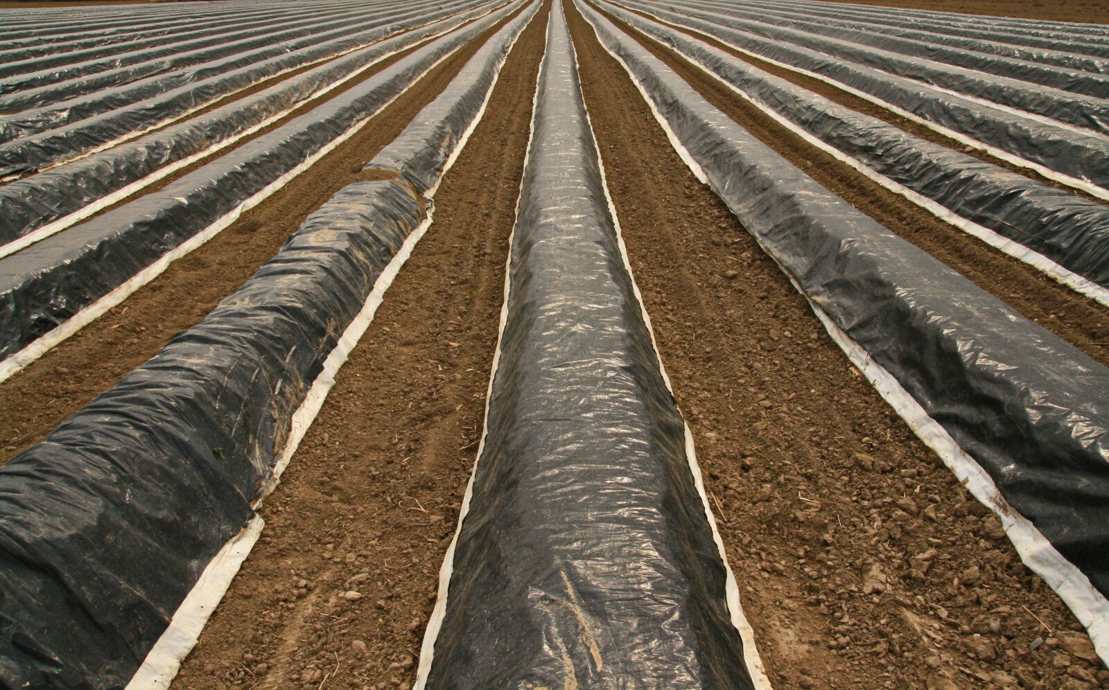 Canon EOS 400D (EOS Digital Rebel XTi / EOS Kiss Digital X) sample photo. Asparagus field, asparagus, cover photography