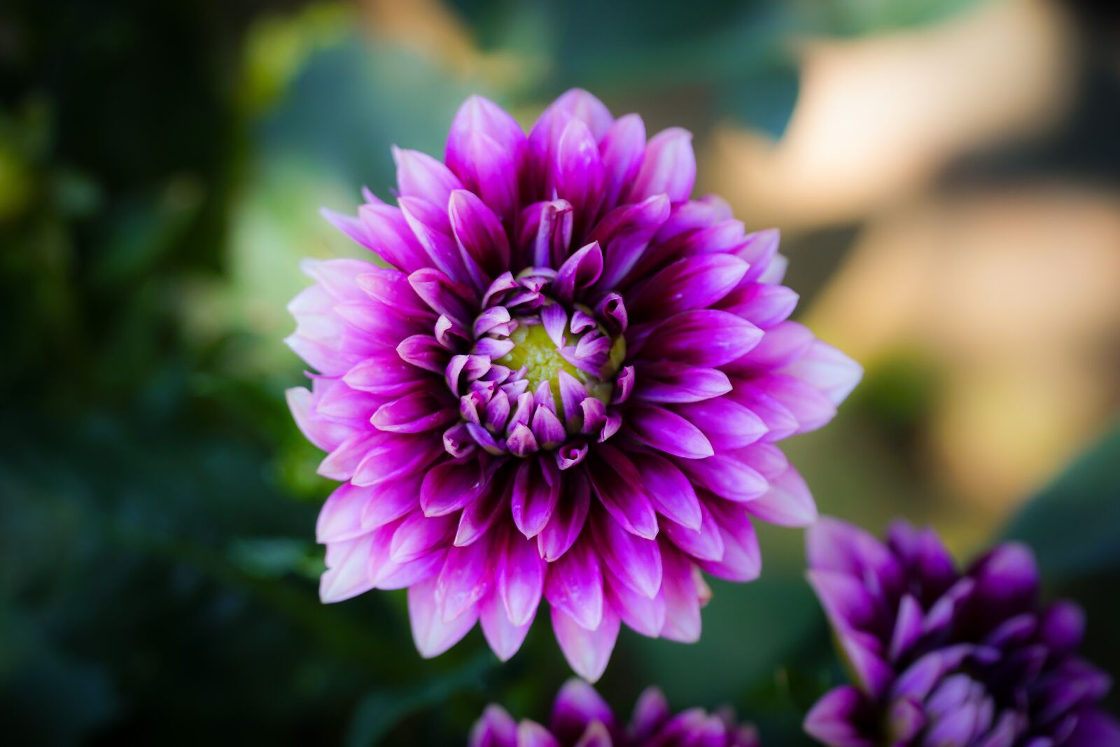 Sony a6000 + Sony E PZ 18-105mm F4 G OSS sample photo. Flower, plant, purple photography