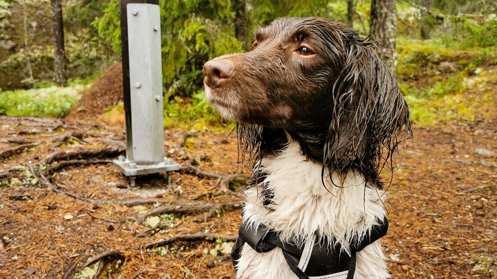 HUAWEI P30 Pro Rear Main Camera sample photo. Dog, wet, animal photography