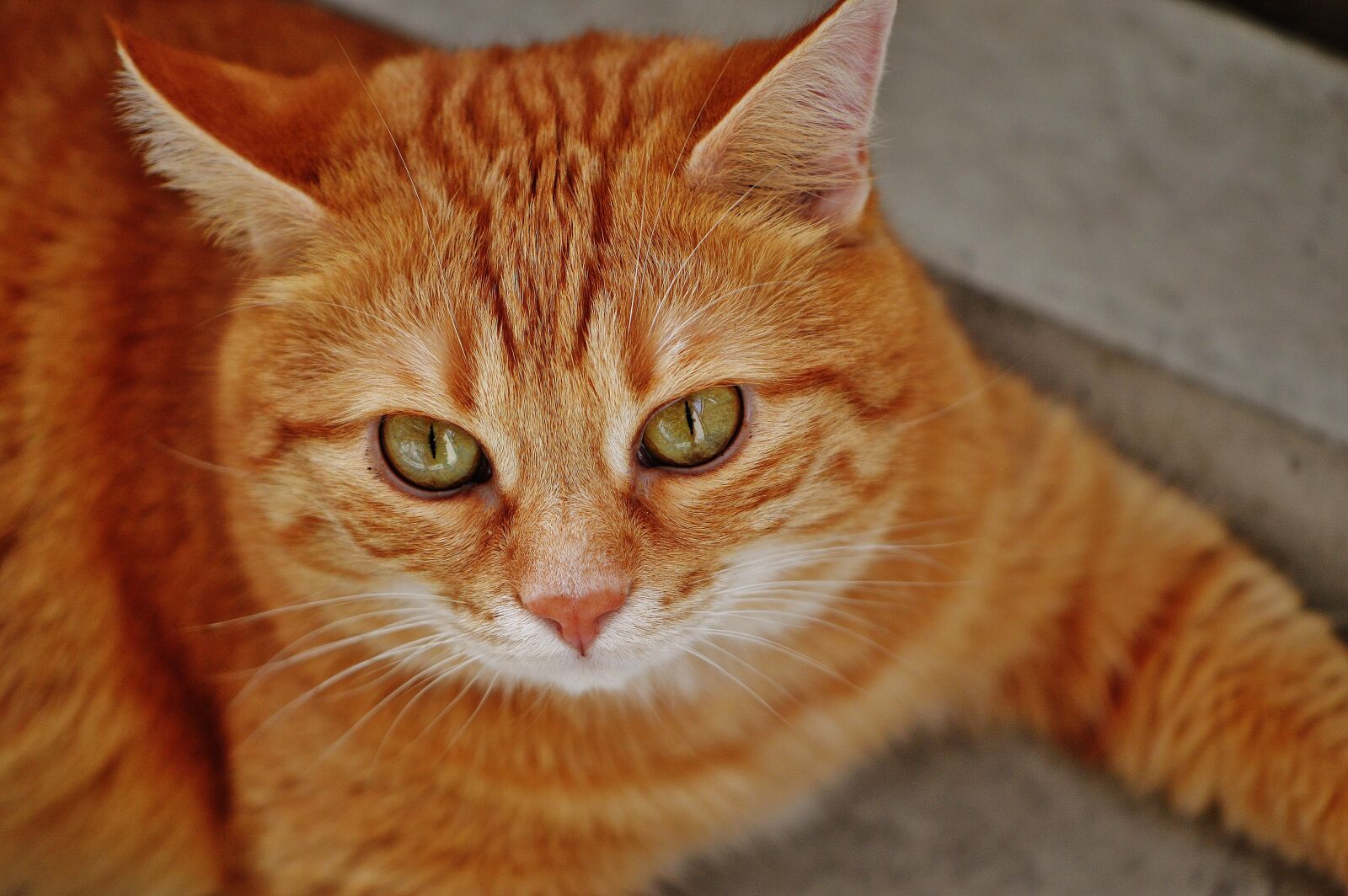 Nikon D3200 sample photo. Cat, red, cute photography