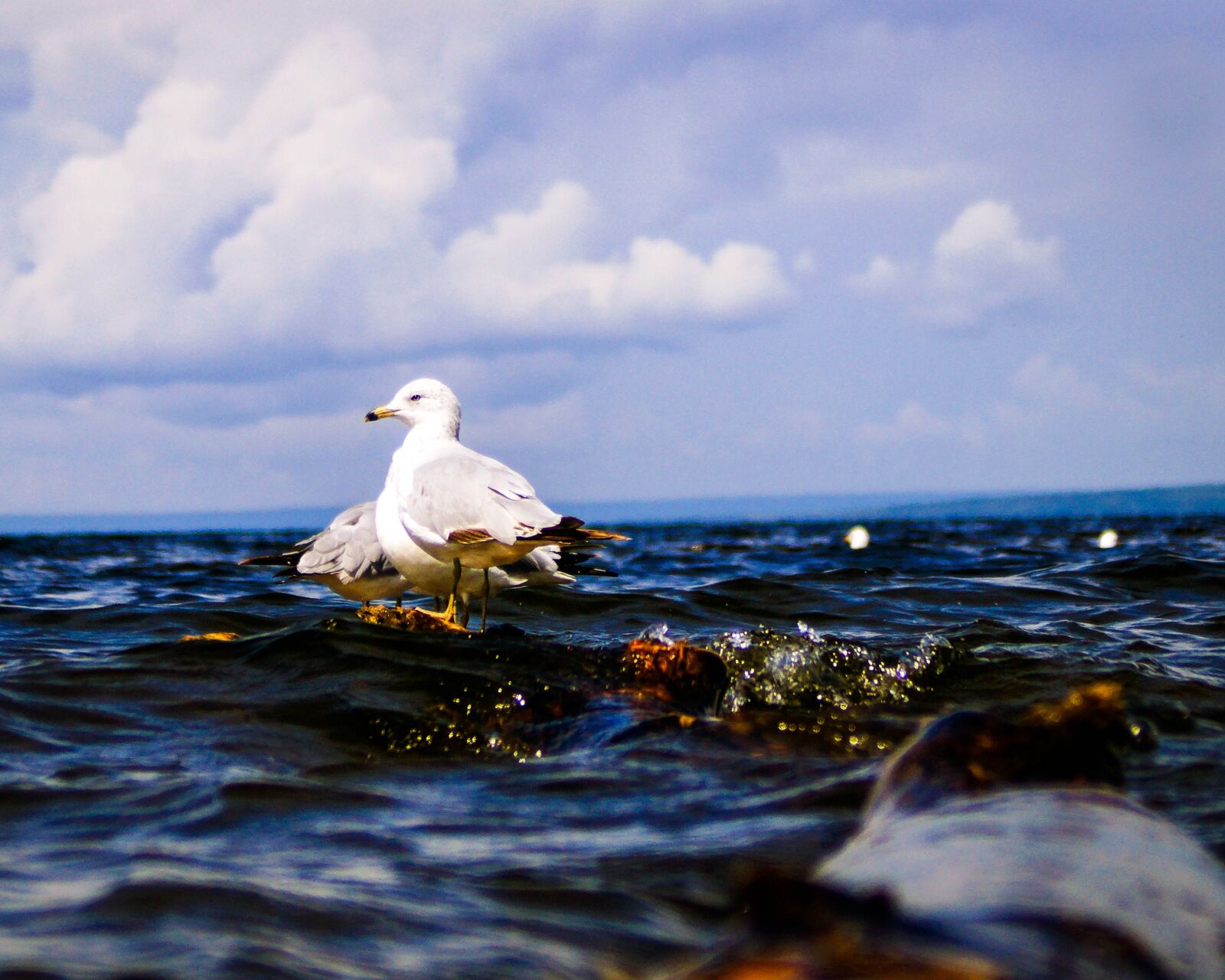 Sony SLT-A77 sample photo. Gulls, lake, water photography
