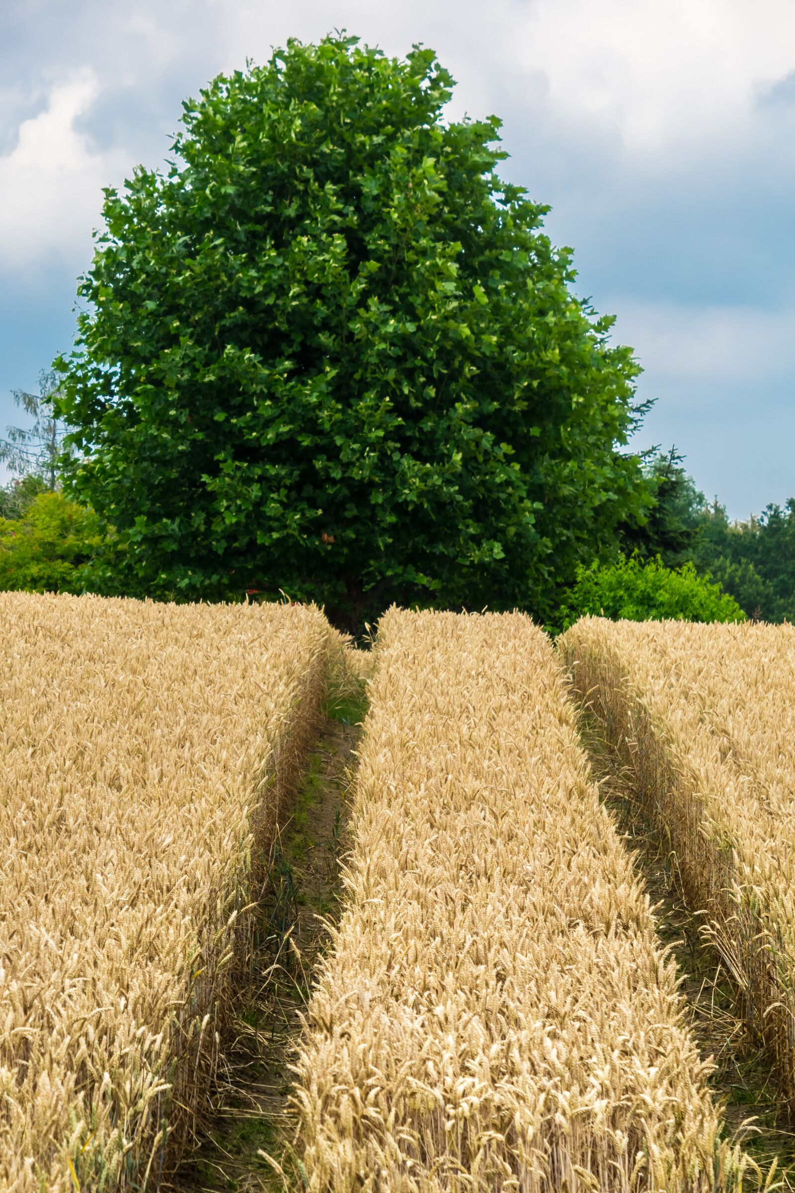 Canon PowerShot G3 X sample photo. Wheat, cereals, grain photography