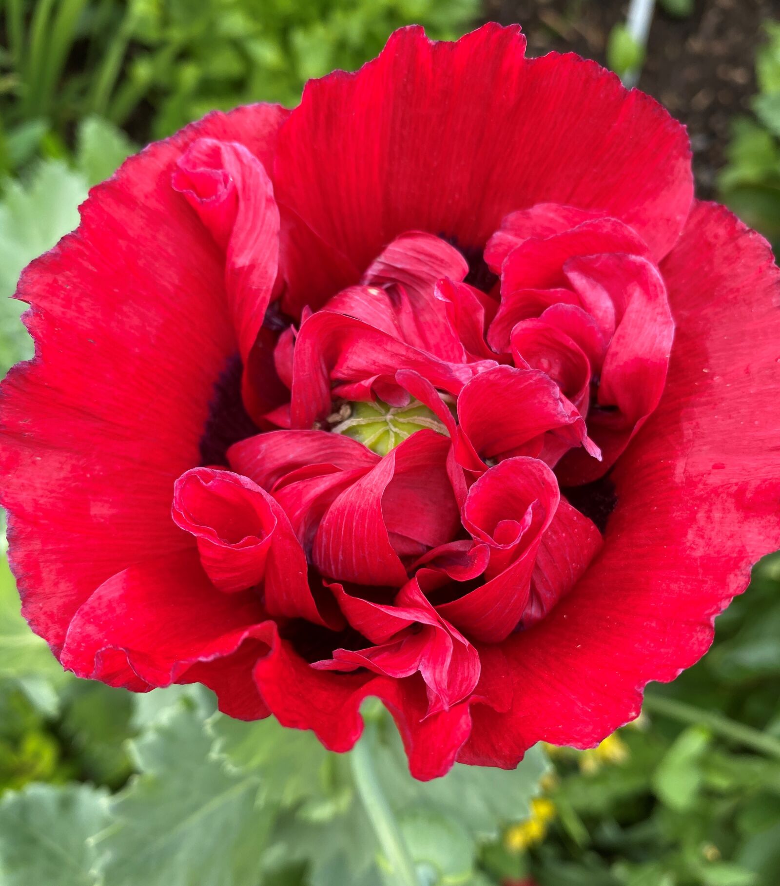 Apple iPhone 11 sample photo. Poppy, red, green photography