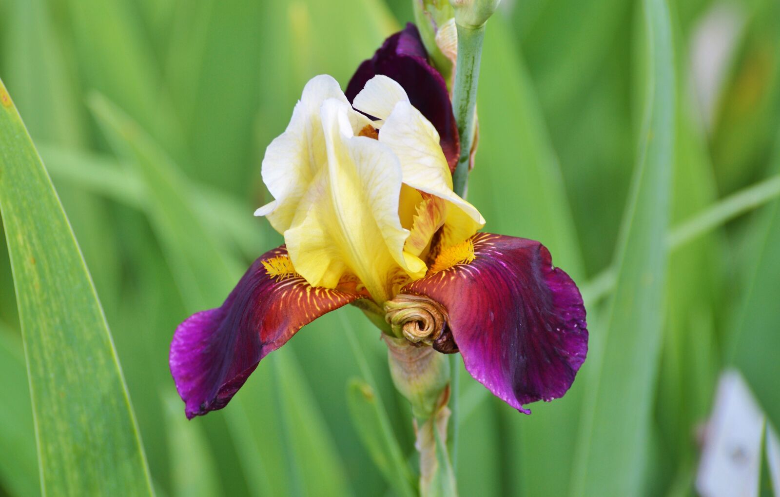 Nikon D3200 sample photo. Iris, flower, lily photography