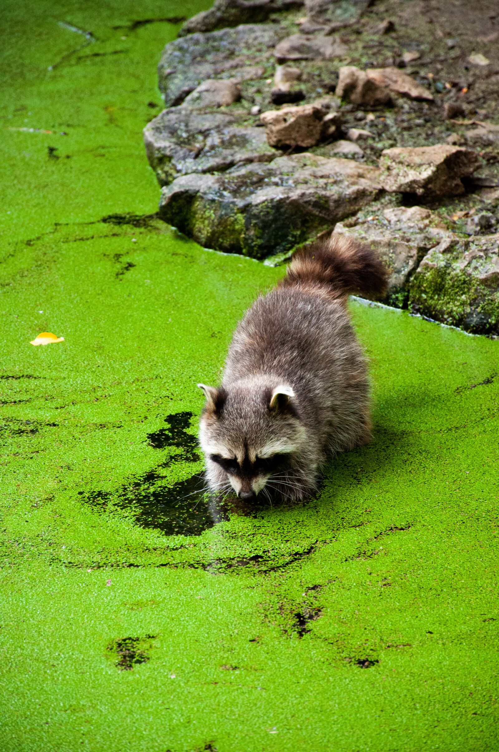 Nikon D90 sample photo. Raccoon, moss, lake photography