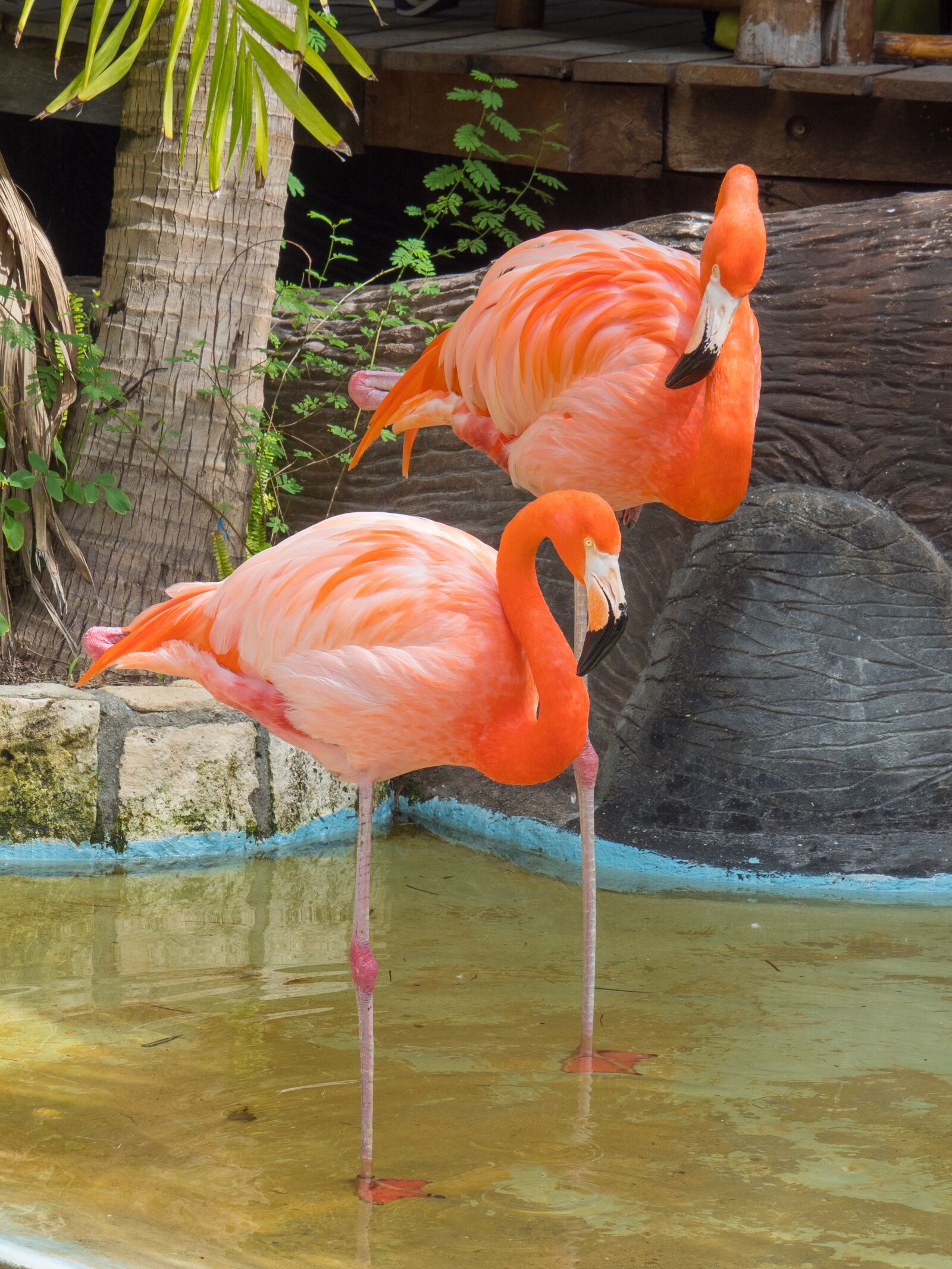 Olympus OM-D E-M1 Mark II sample photo. Flamingo, pink, birds photography