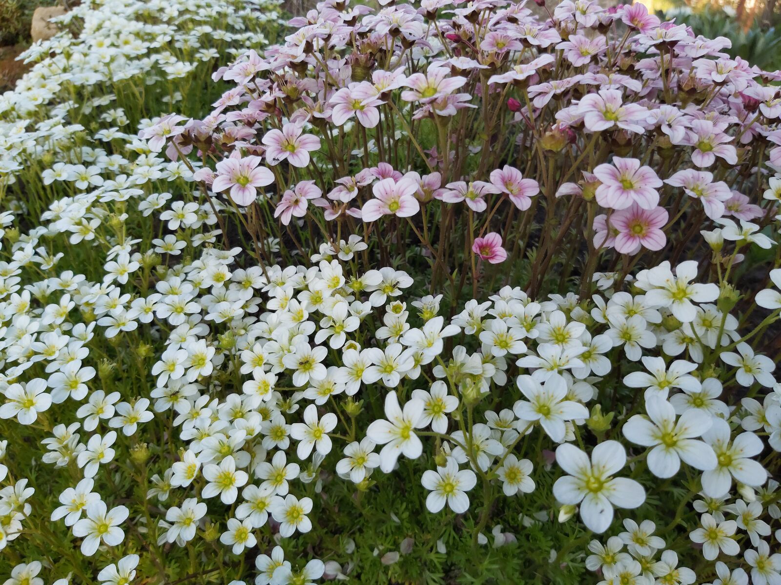 Samsung Galaxy A70 sample photo. Flower, garden, nature photography