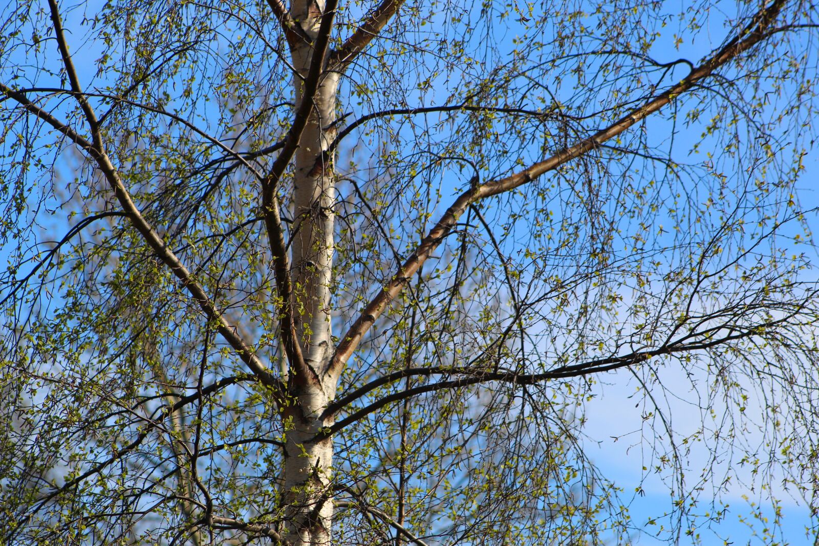 Canon EOS 4000D (EOS Rebel T100 / EOS 3000D) sample photo. Nature, plants, gentle photography