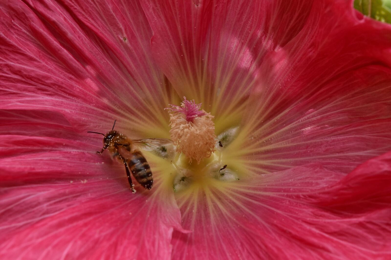 Nikon D5500 sample photo. Ecology, honeybee, insect, metamorphosis photography