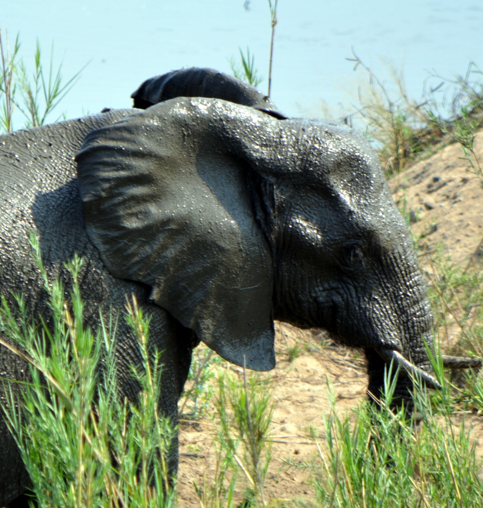 Nikon D5200 sample photo. Elephant, kruger park, wildlife photography