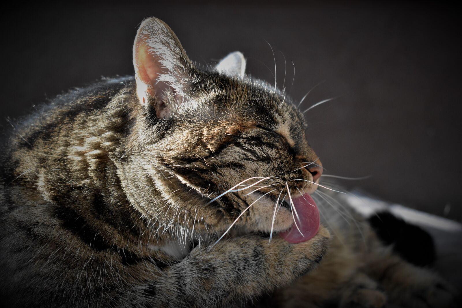 Nikon D5500 sample photo. Cat, pet, mackerel photography