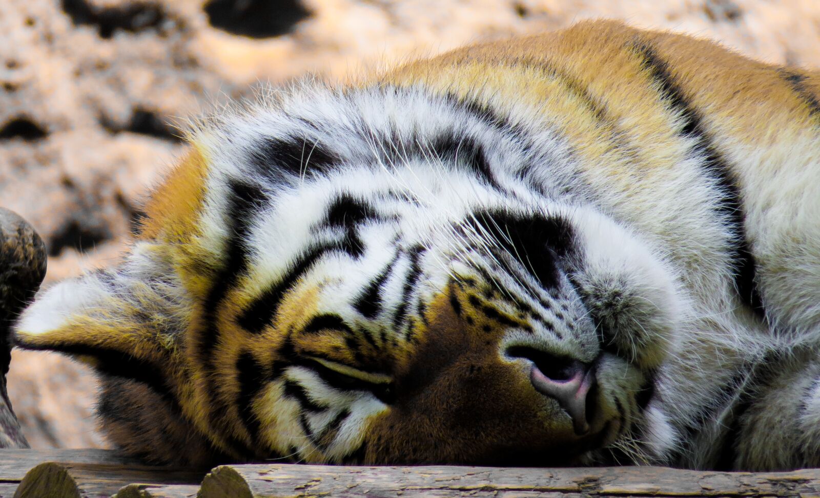 Canon PowerShot SX50 HS sample photo. Tiger, big cat, predator photography