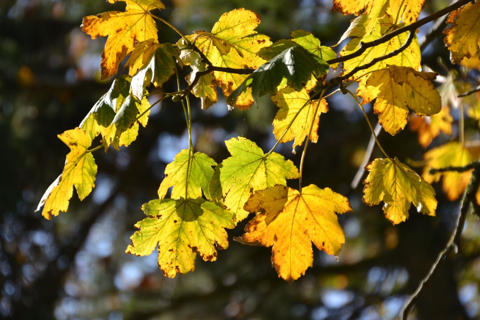 Nikon D3100 sample photo. Leaves, autumn, colorful photography