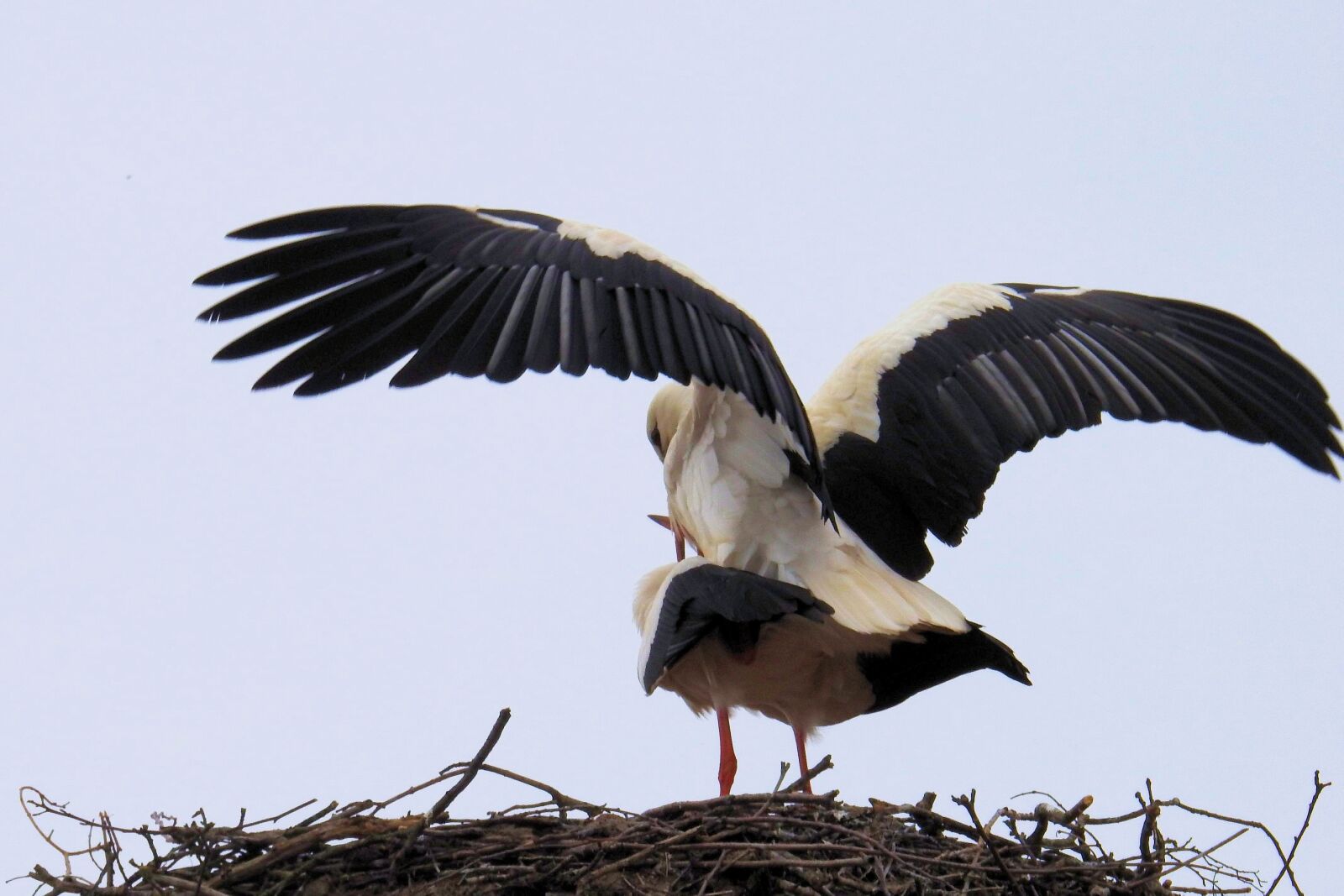 Nikon Coolpix P900 sample photo. Bird, animal world, nature photography